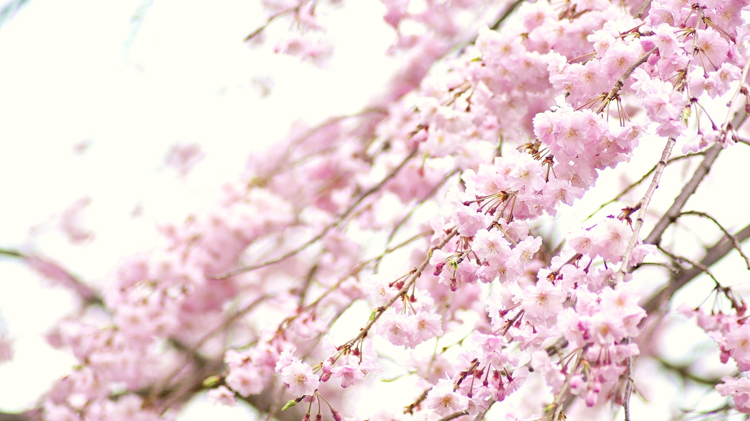 Close-up bunga sakura merah muda pucat di dahan