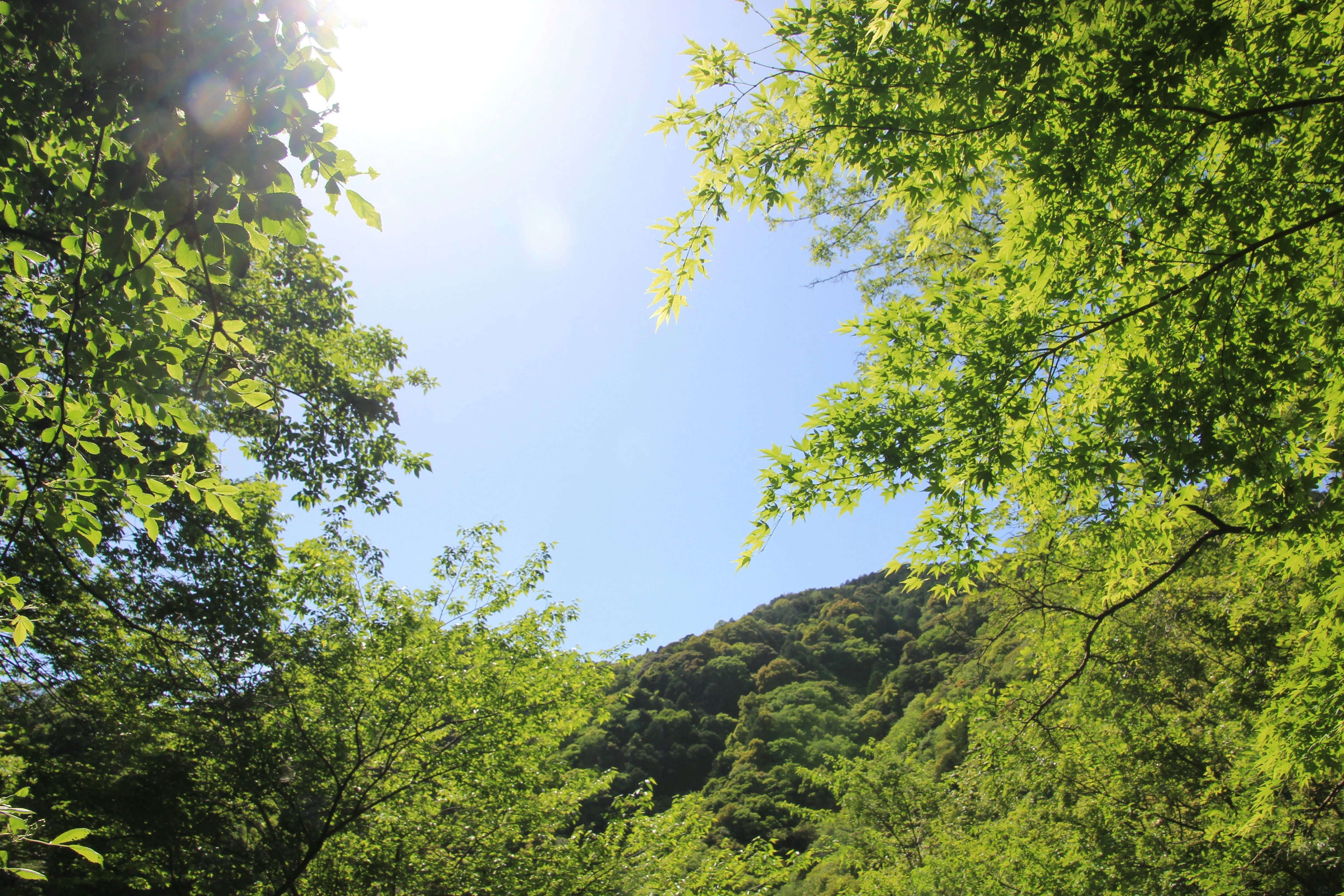 新緑の木々と山の稜線が広がる登山の景色