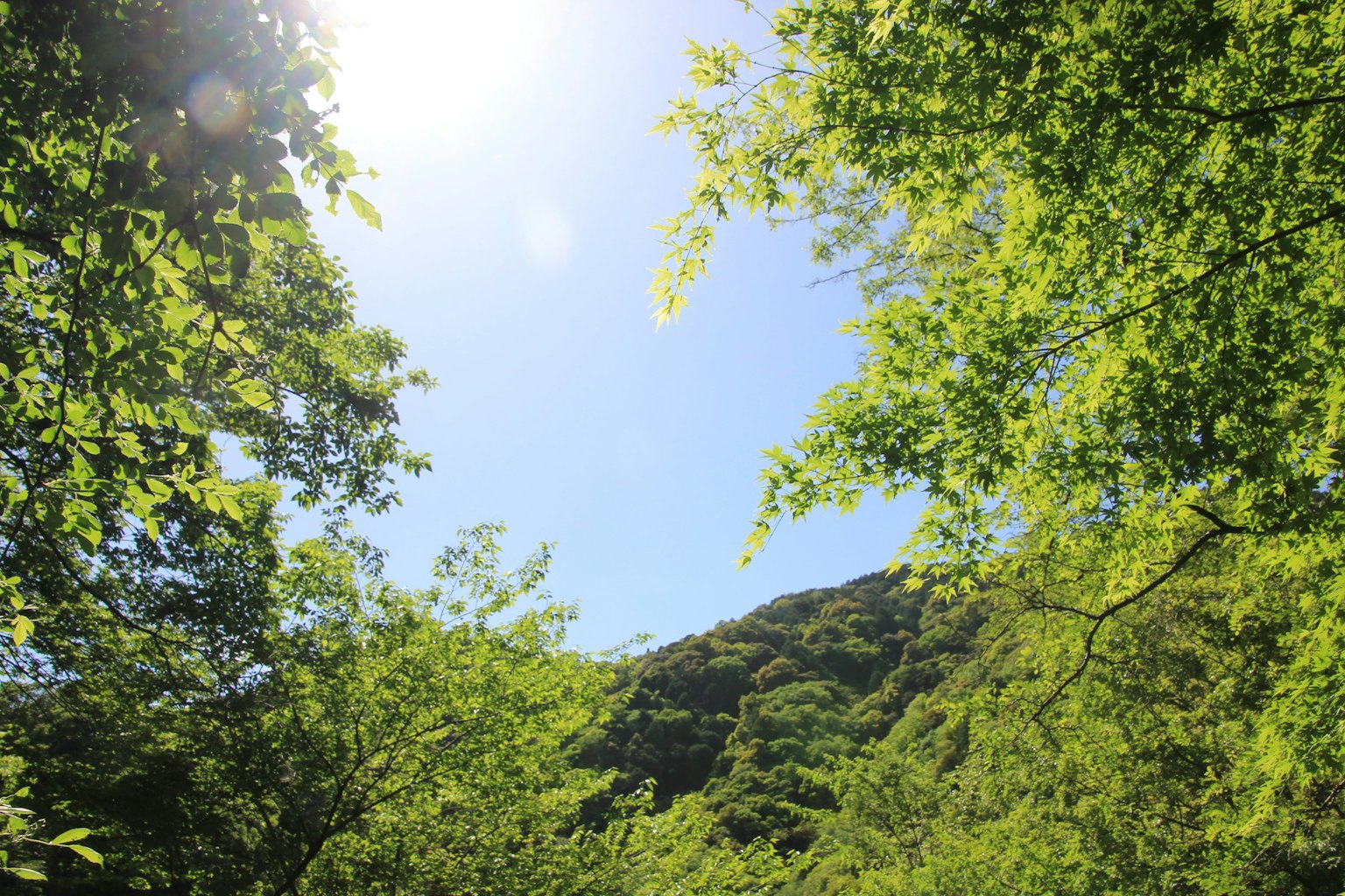 A landscape photo framed by green trees under a bright blue sky