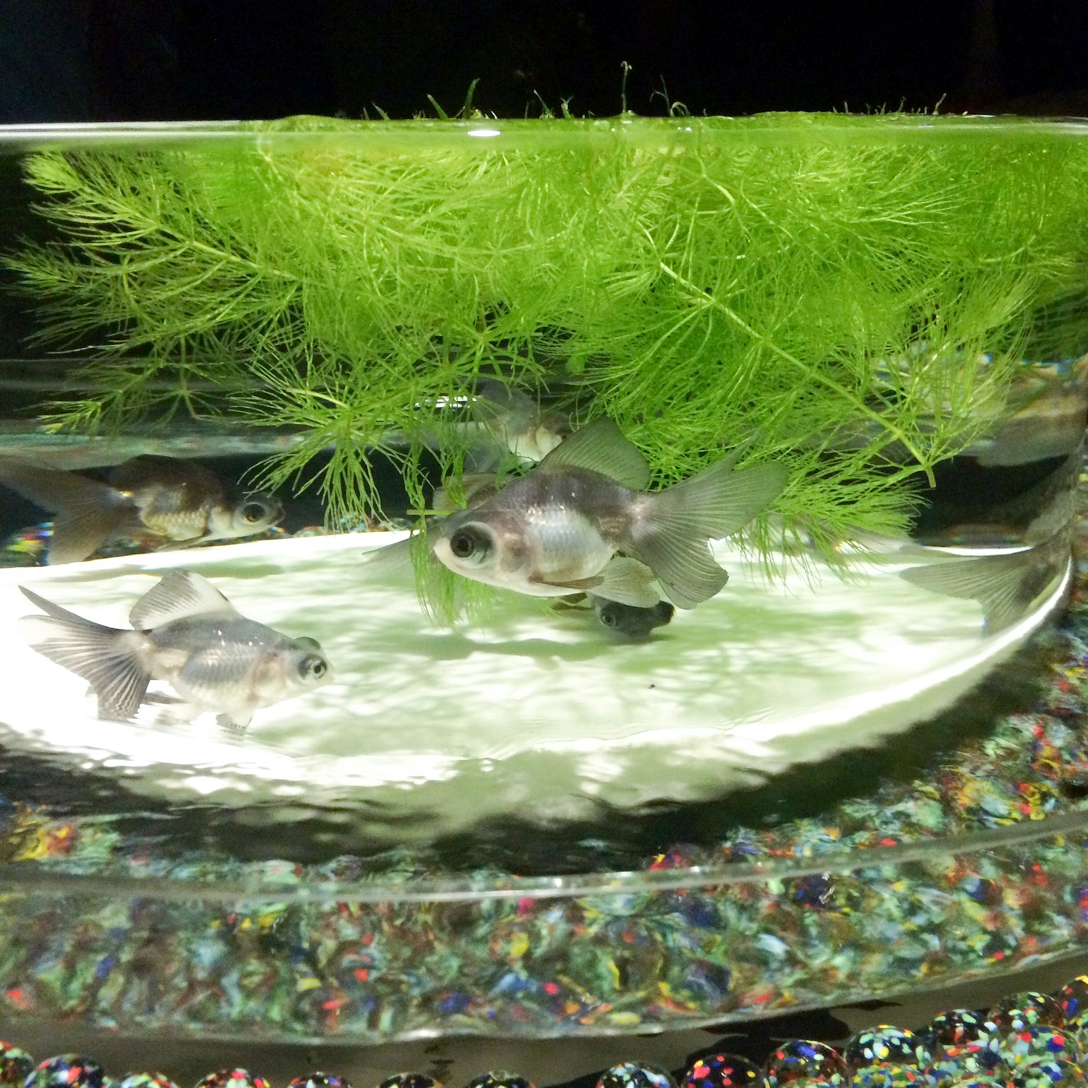 水族箱內金魚與綠色水生植物的場景