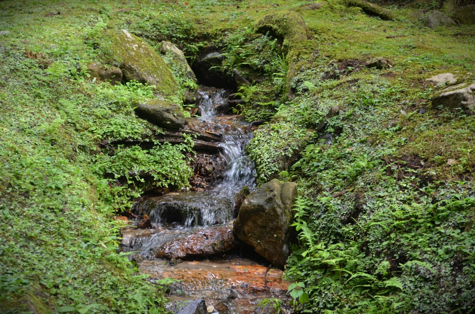 Un ruscello sereno che scorre attraverso una foresta lussureggiante con rocce coperte di muschio