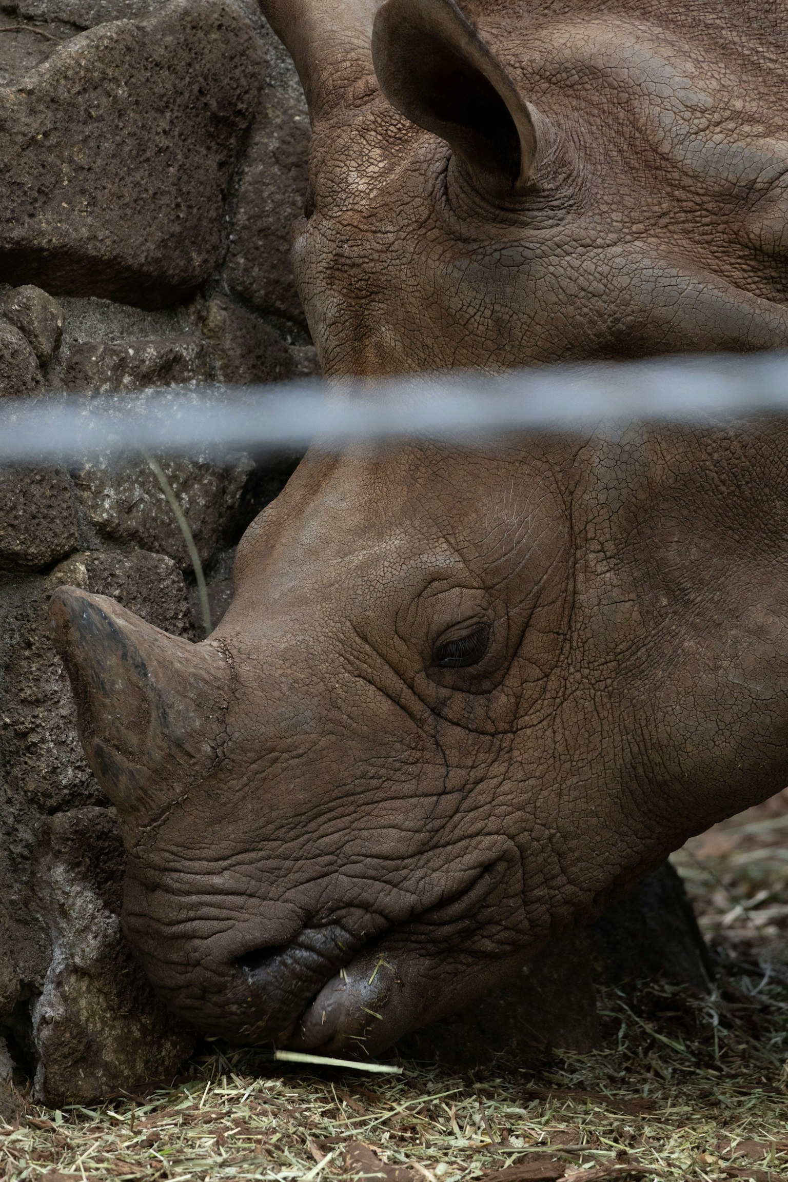 A rhinoceros grazing near a stone wall