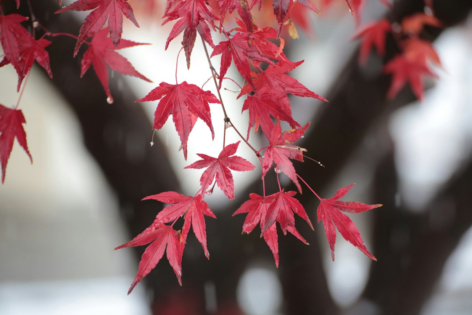 Vibrant red maple leaves hanging in the snow