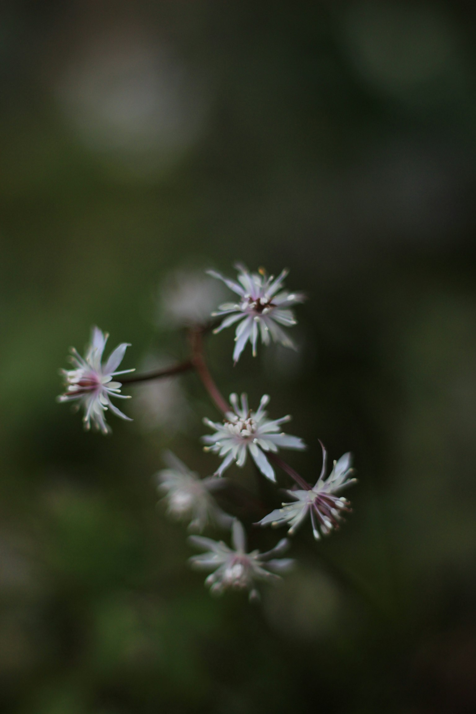 Groupe de petites fleurs blanches avec des pétales délicats