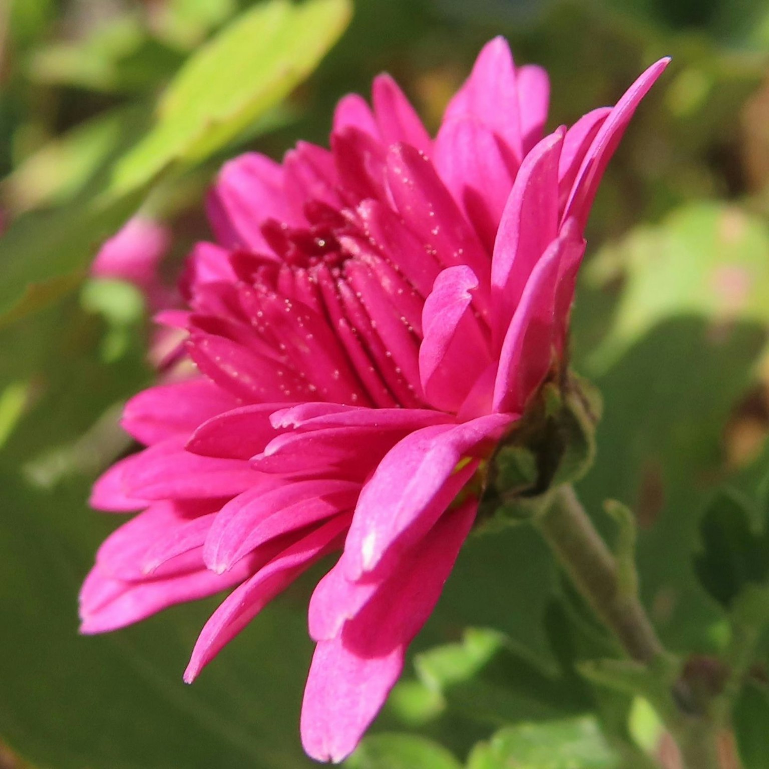 Lebendige rosa Blume umgeben von grünen Blättern