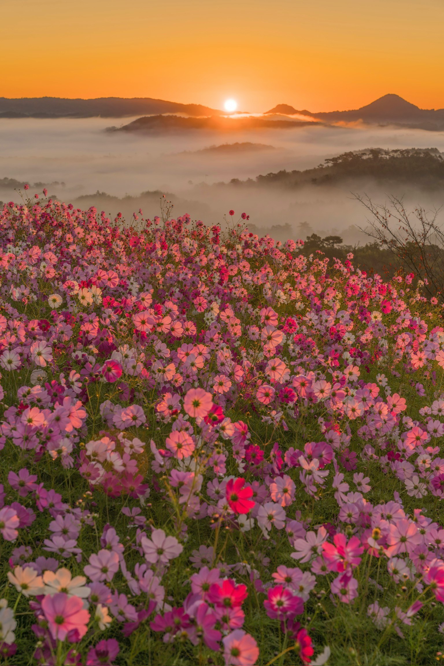 雲海の夜明けと秋桜が咲く花畑の絶景