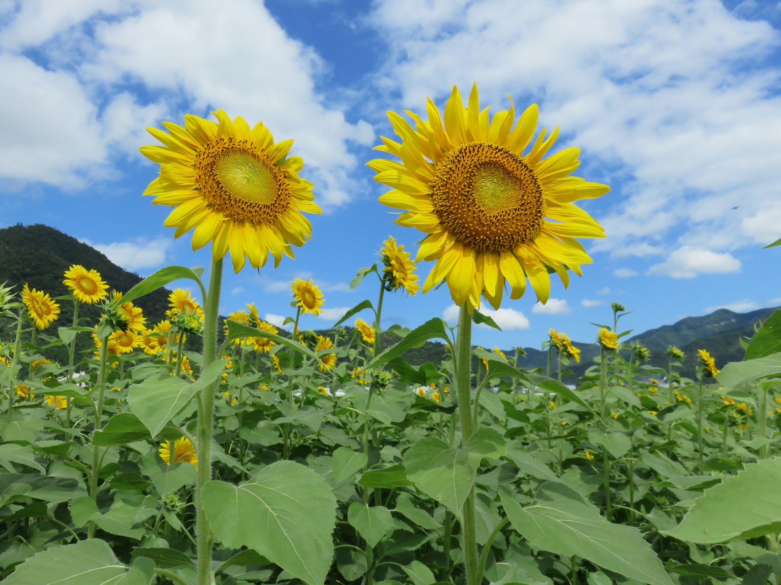 ทุ่งดอกทานตะวันบานใต้ท้องฟ้าสีฟ้า