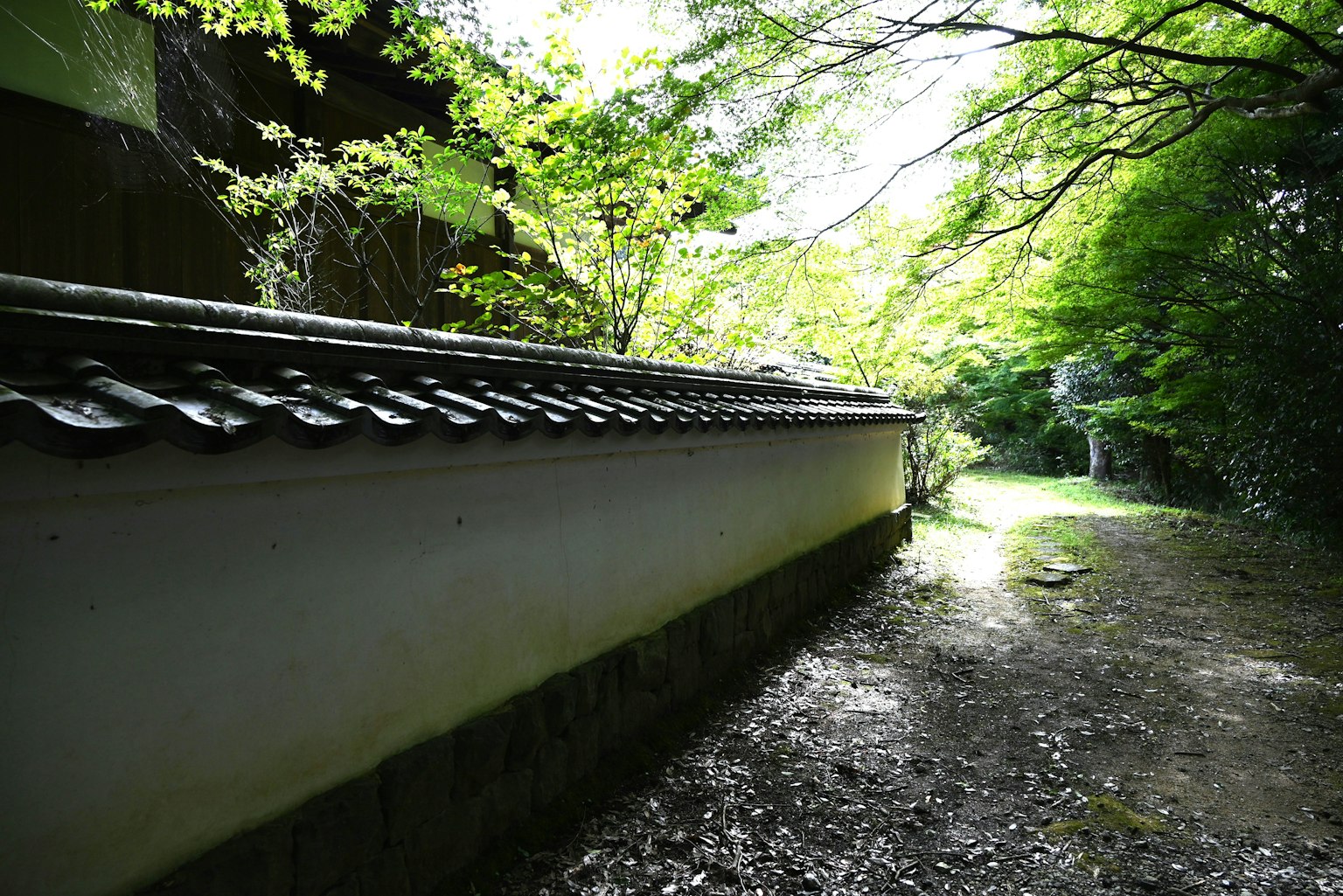 Chemin serein bordé de verdure et d'un mur blanc