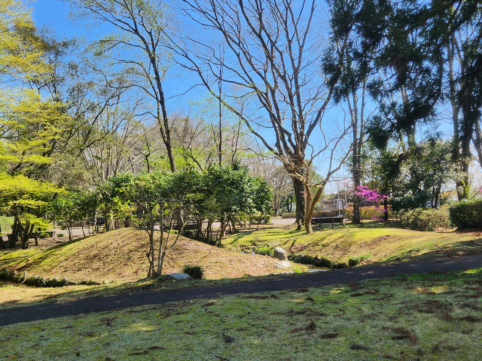 蓝天下的公园景观 绿树和小路 盛开的花朵可见