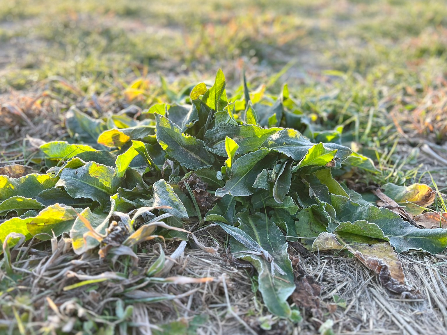 Grüne Blätter, die sich auf dem Boden mit trockenem Gras ausbreiten