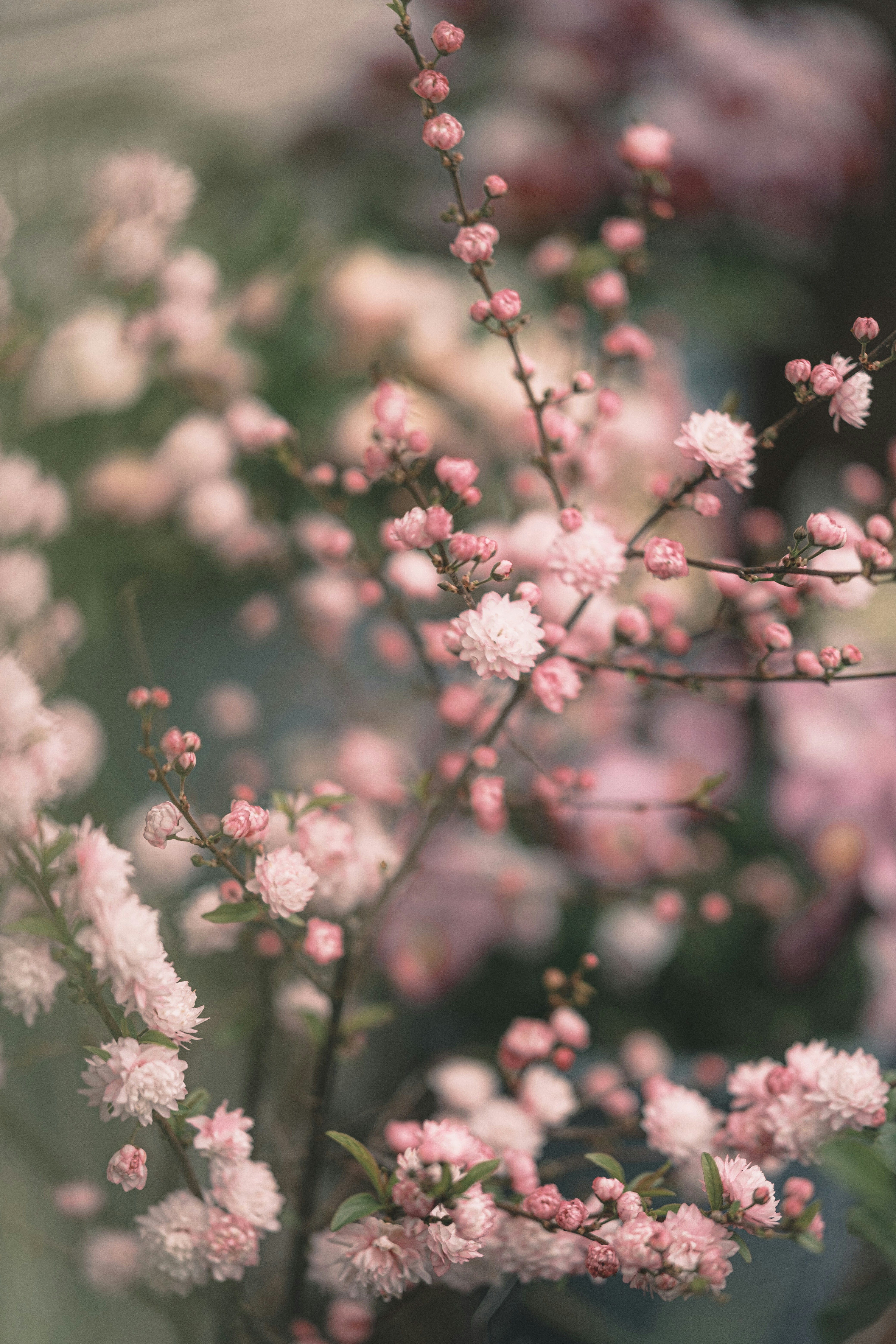 ピンクの花が咲く枝先のマクロボケ背景