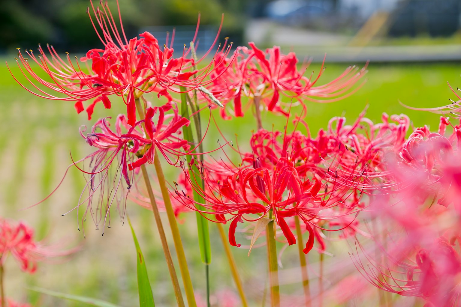 Groupe de lys araignées rouges fleurissant dans un champ de riz