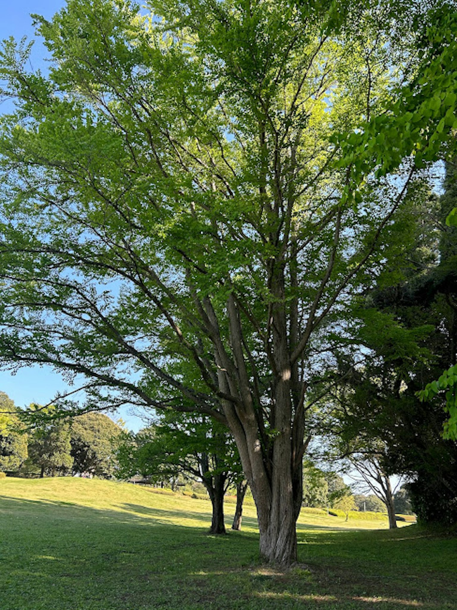 Un grande albero con foglie verdi lussureggianti in un parco