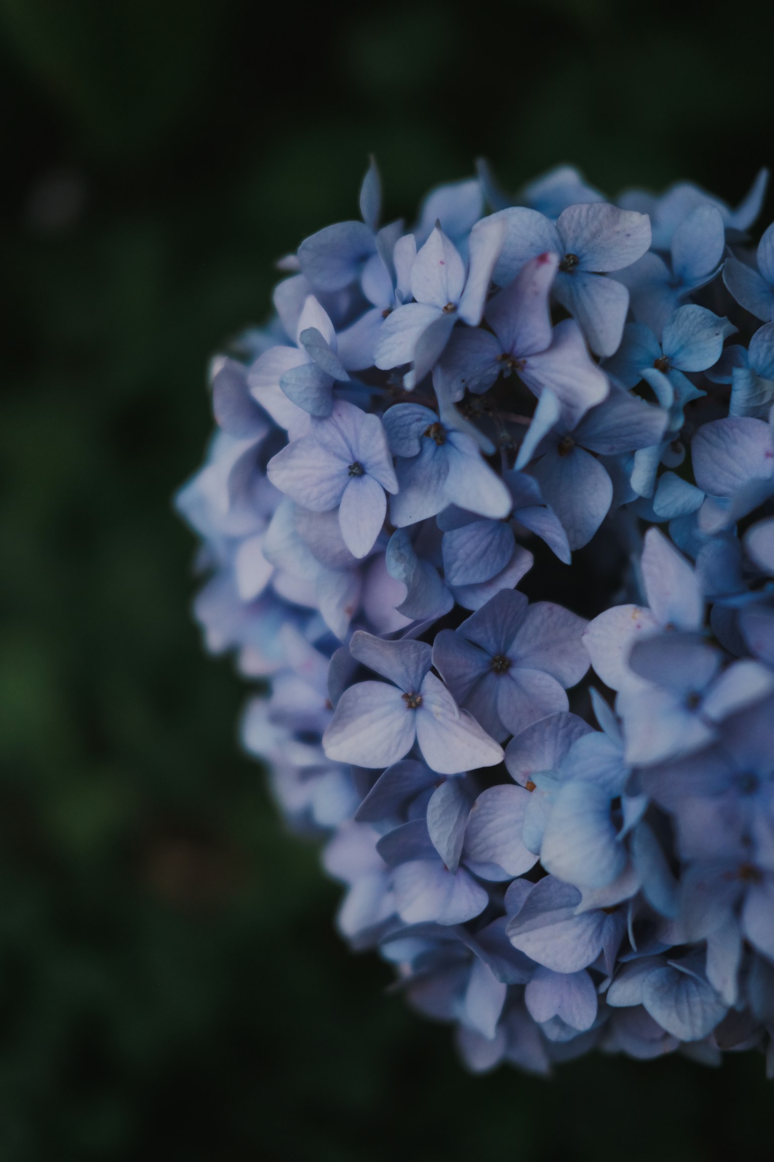 Close-up of blue hydrangea flowers
