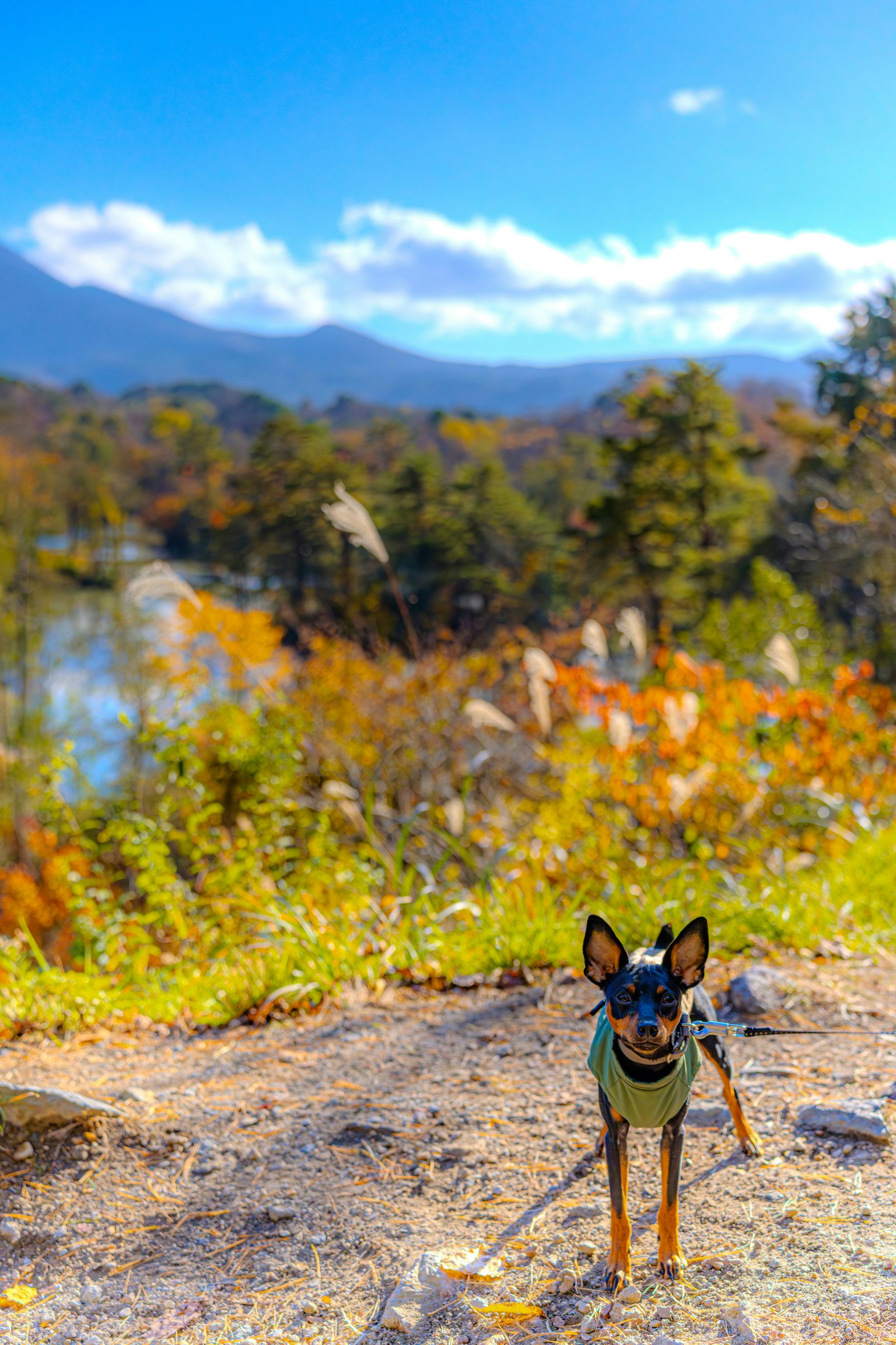 สุนัขพันธุ์มินิแอทเชอร์พินเชอร์ยืนอยู่บนทางหินล้อมรอบด้วยใบไม้ฤดูใบไม้ร่วงและภูเขา