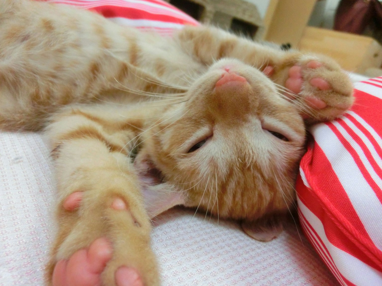 Gattino arancione che dorme rilassato su un cuscino a righe
