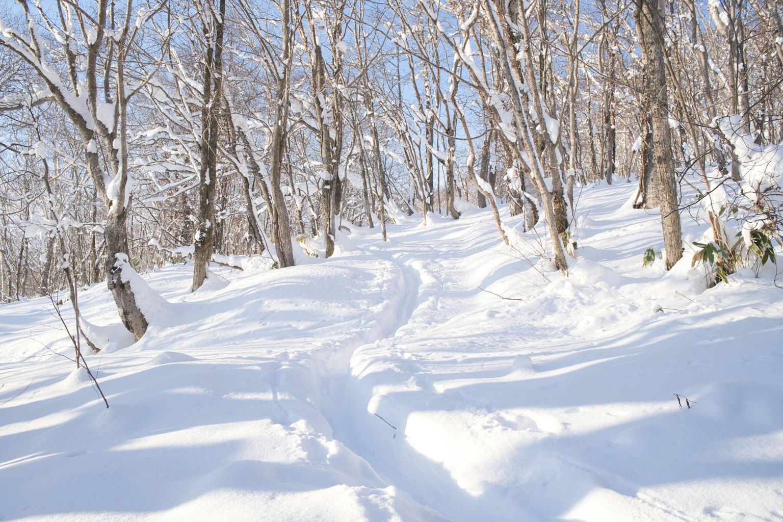 雪覆蓋的森林小徑與藍天