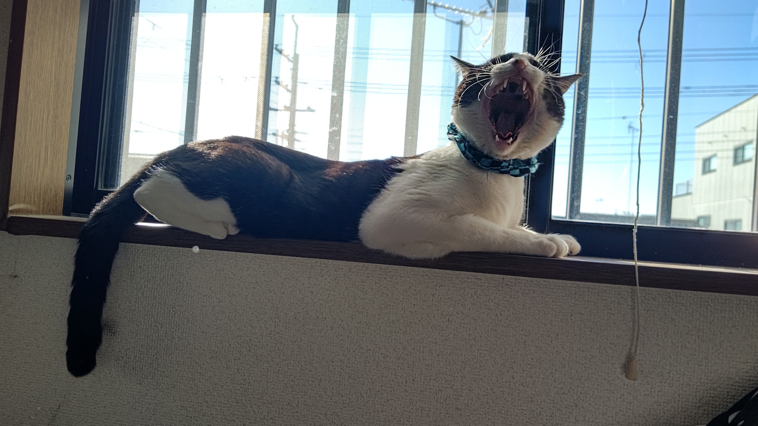 Kucing yang menguap sambil berbaring di ambang jendela