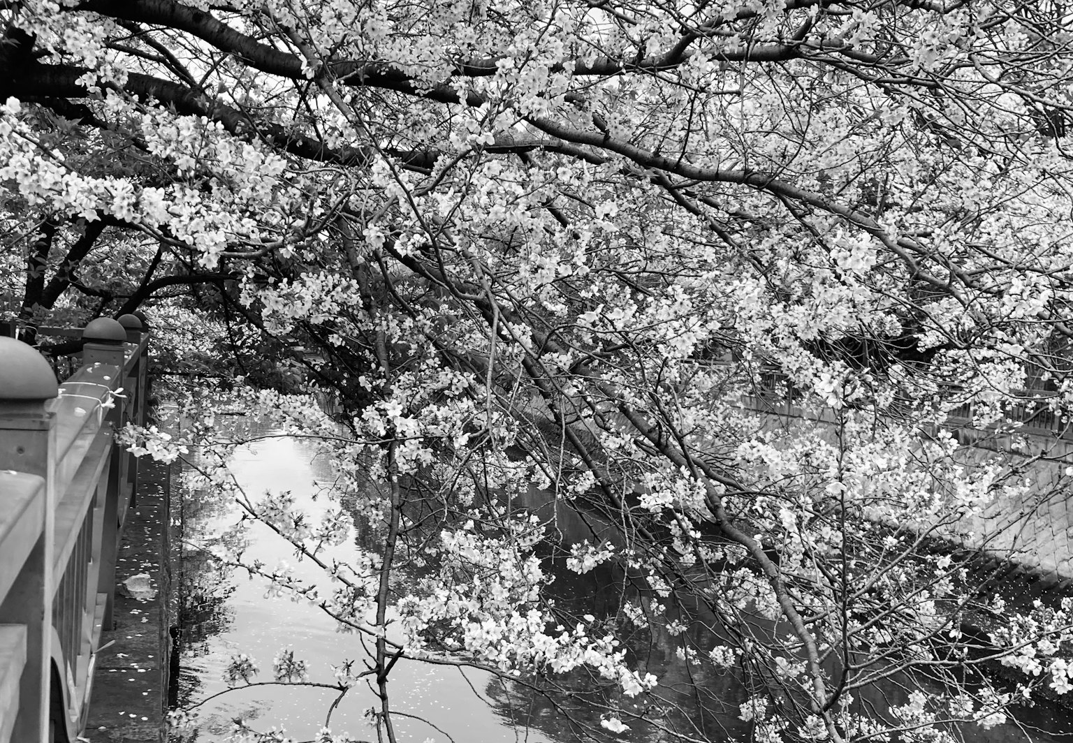 Schwarzweißfoto von Kirschblüten über einem Fluss