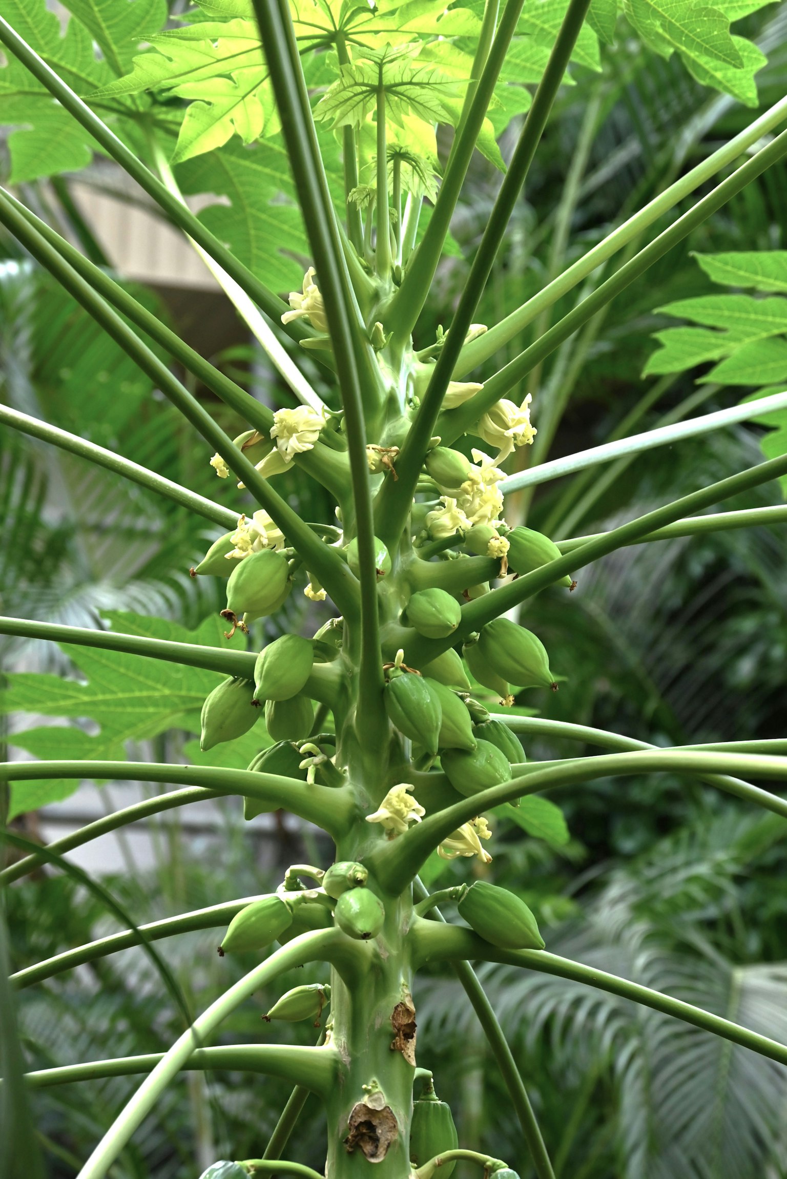 パパイヤの木の茎と緑色の果実と花が特徴的