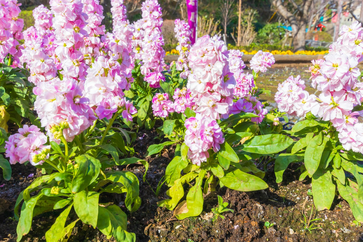 Une scène de jardin avec des fleurs roses en fleurs