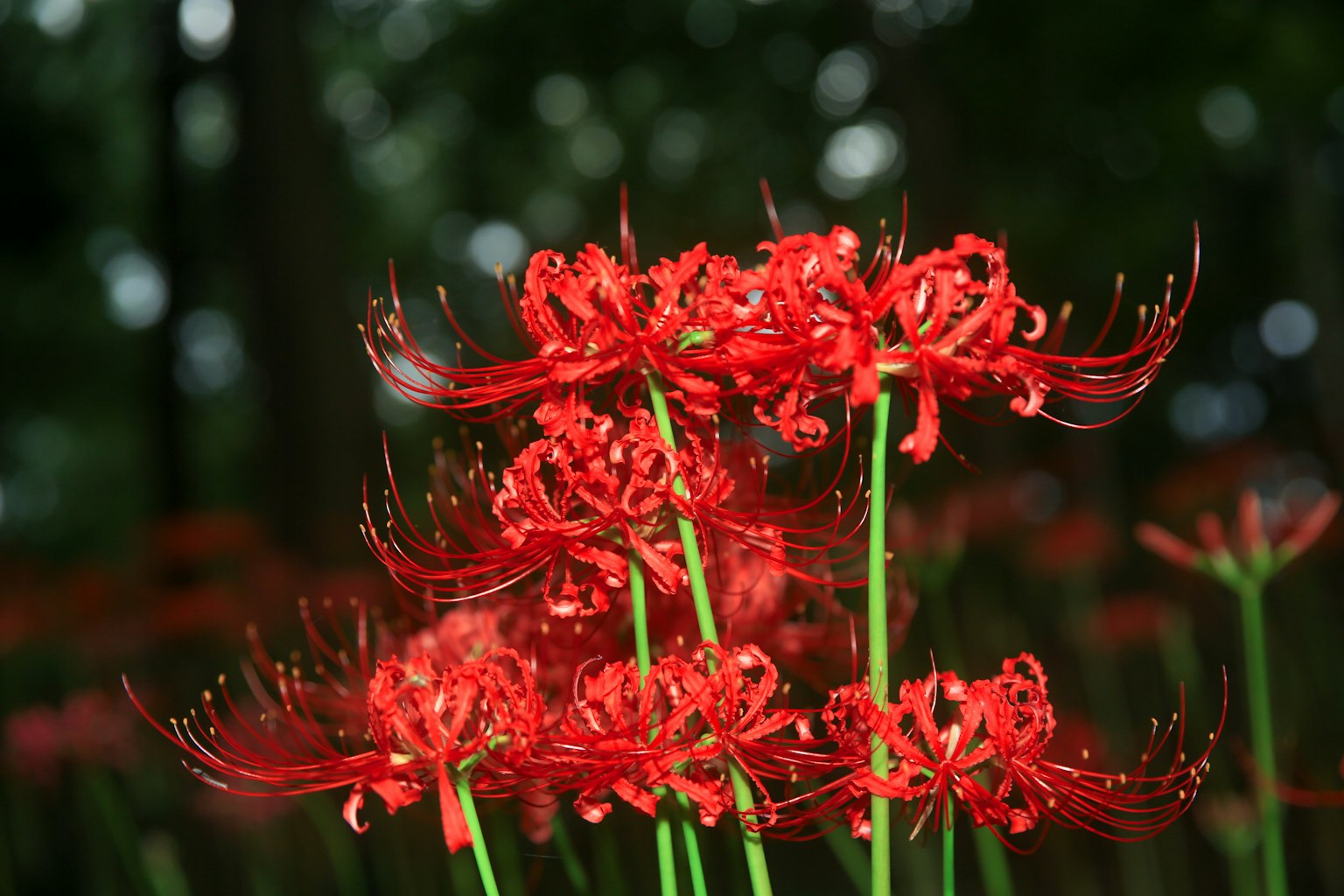 Cluster roter Spinnenlilien mit verschwommenem grünen Hintergrund