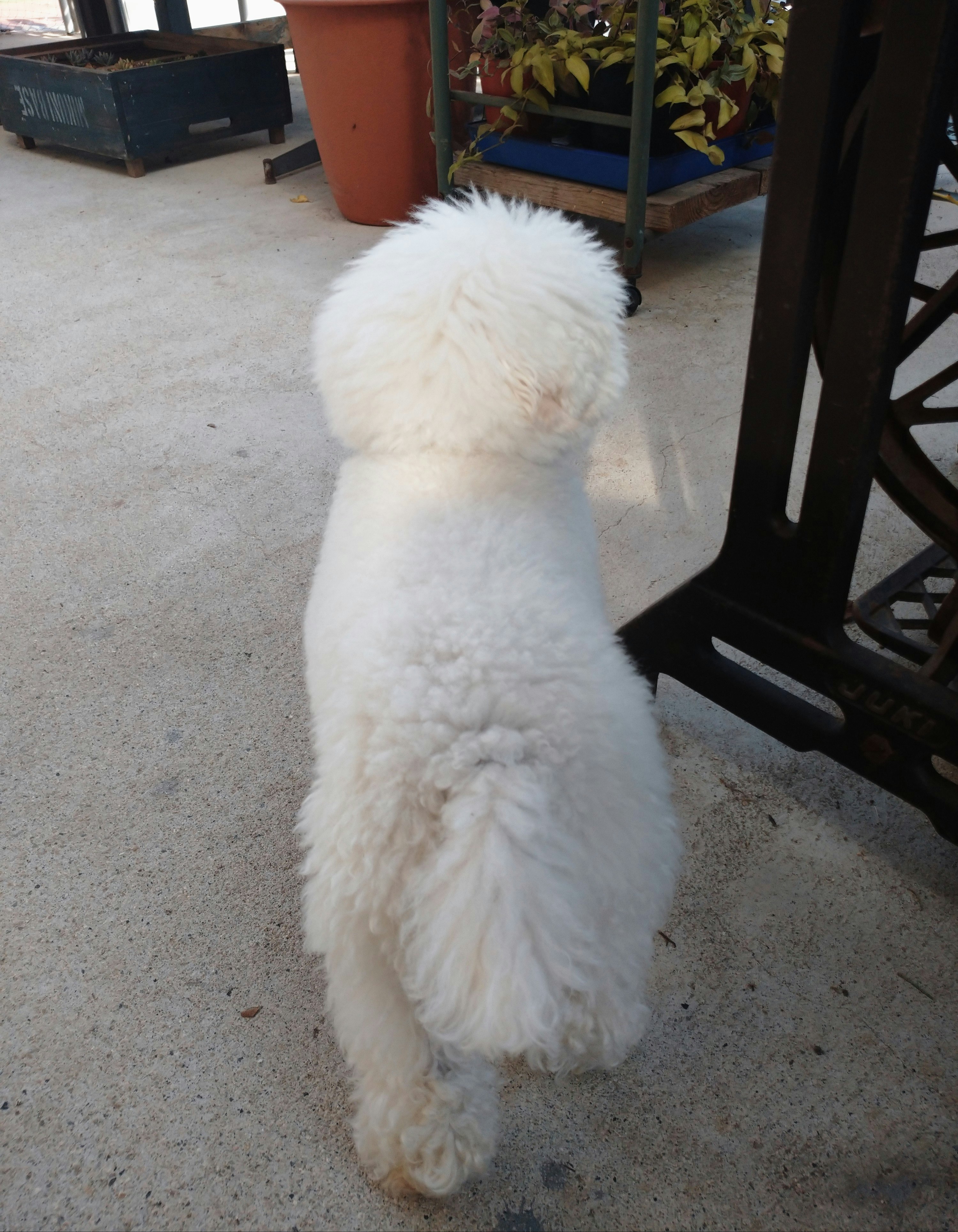 白い犬が屋外の床で座っている