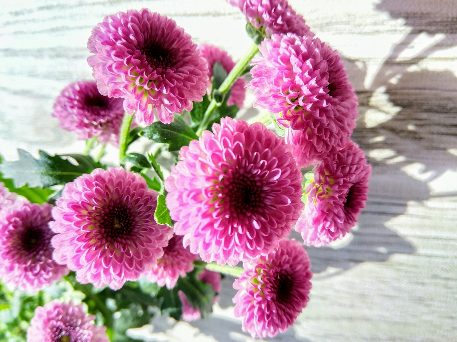 Crisantemos rosas dispuestos sobre un fondo de madera