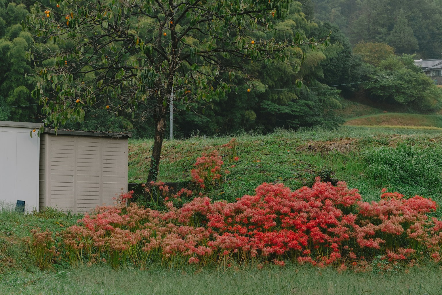 Un paysage rural pittoresque avec des fleurs d'automne vibrantes et un arbre