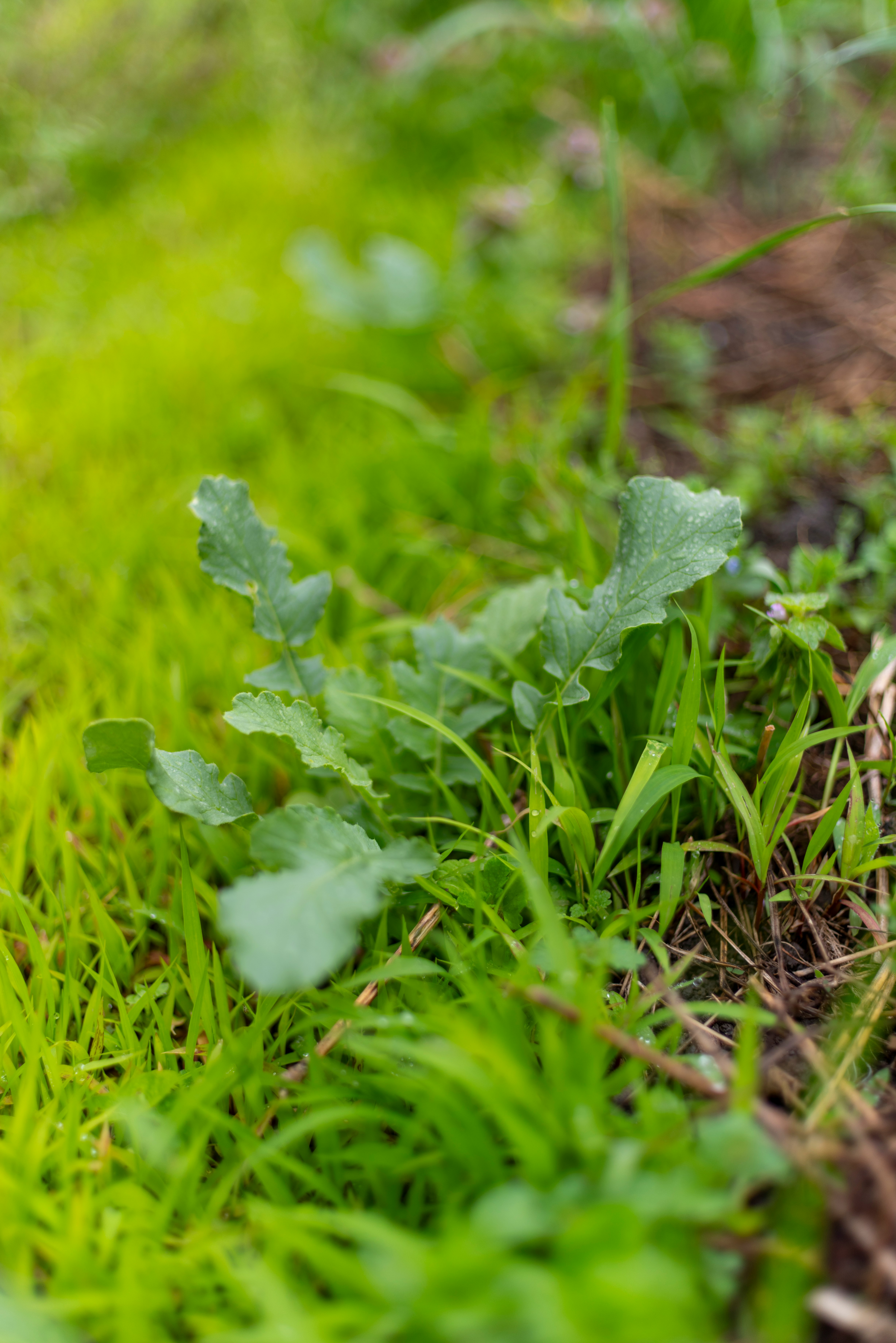 雨上がりの夏ダイコンの若芽が生える草地