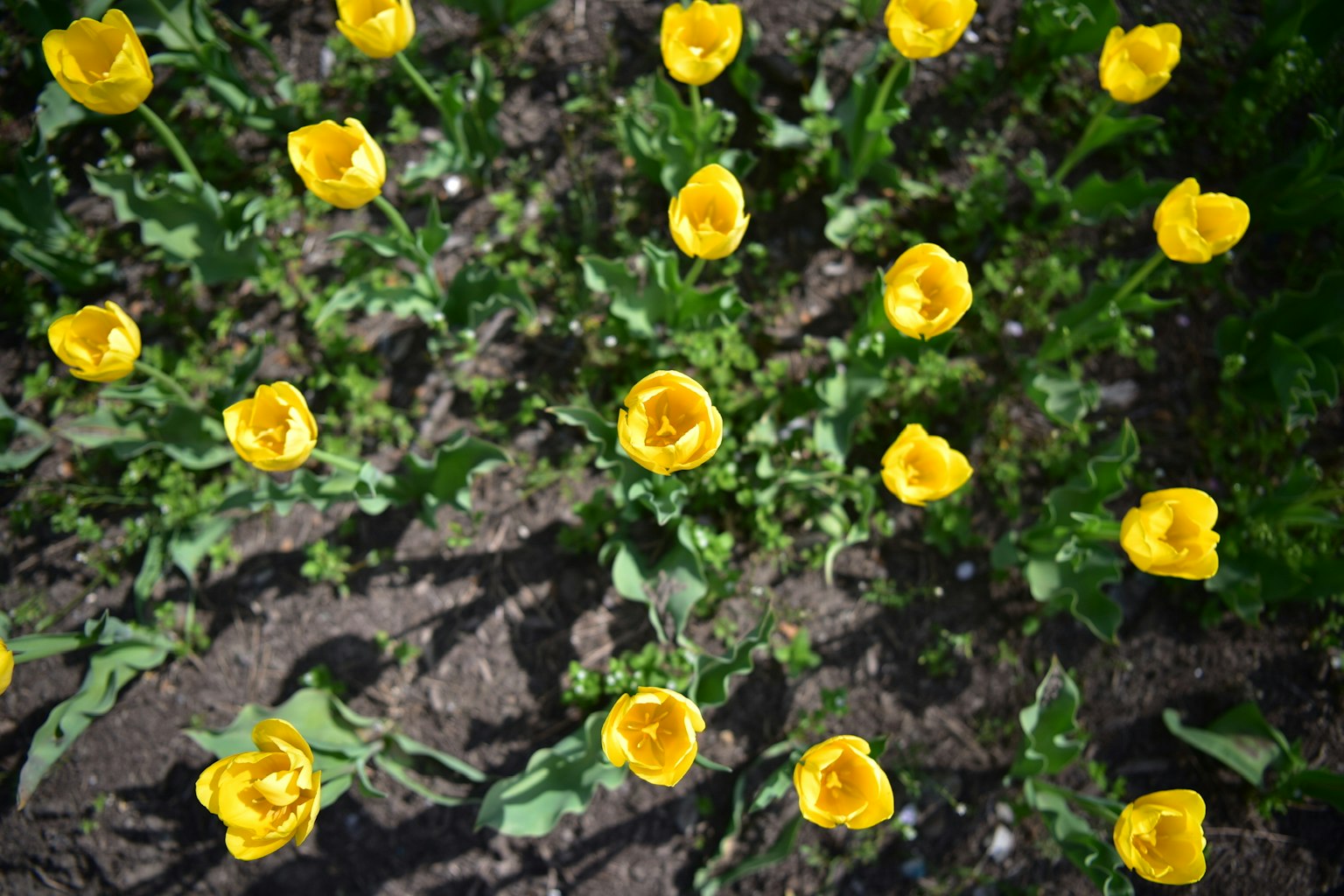 Luftaufnahme von blühenden gelben Tulpen in einem Garten