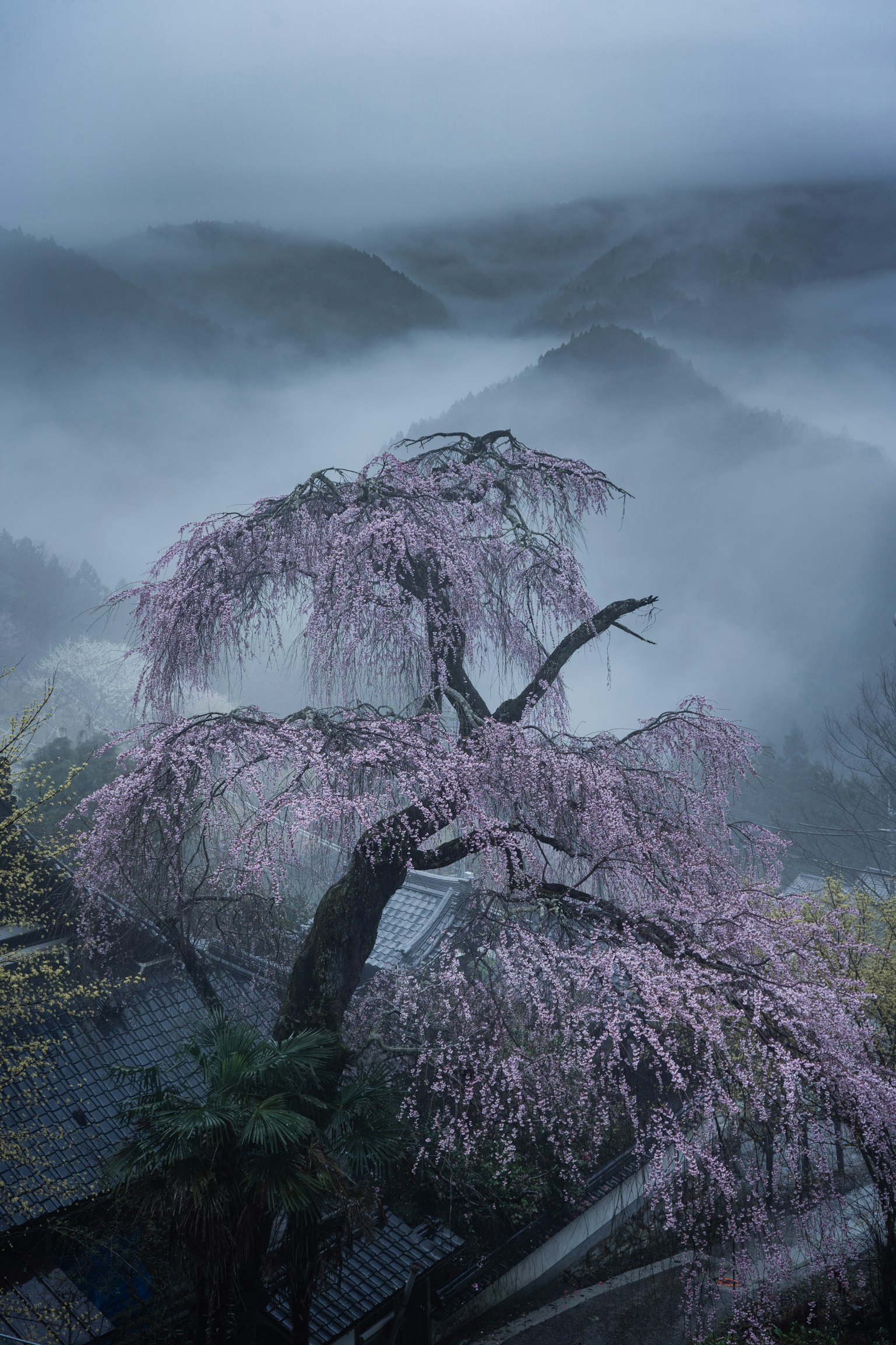 Un albero di ciliegio piangente con fiori rosa pallido in un paesaggio montano nebbioso