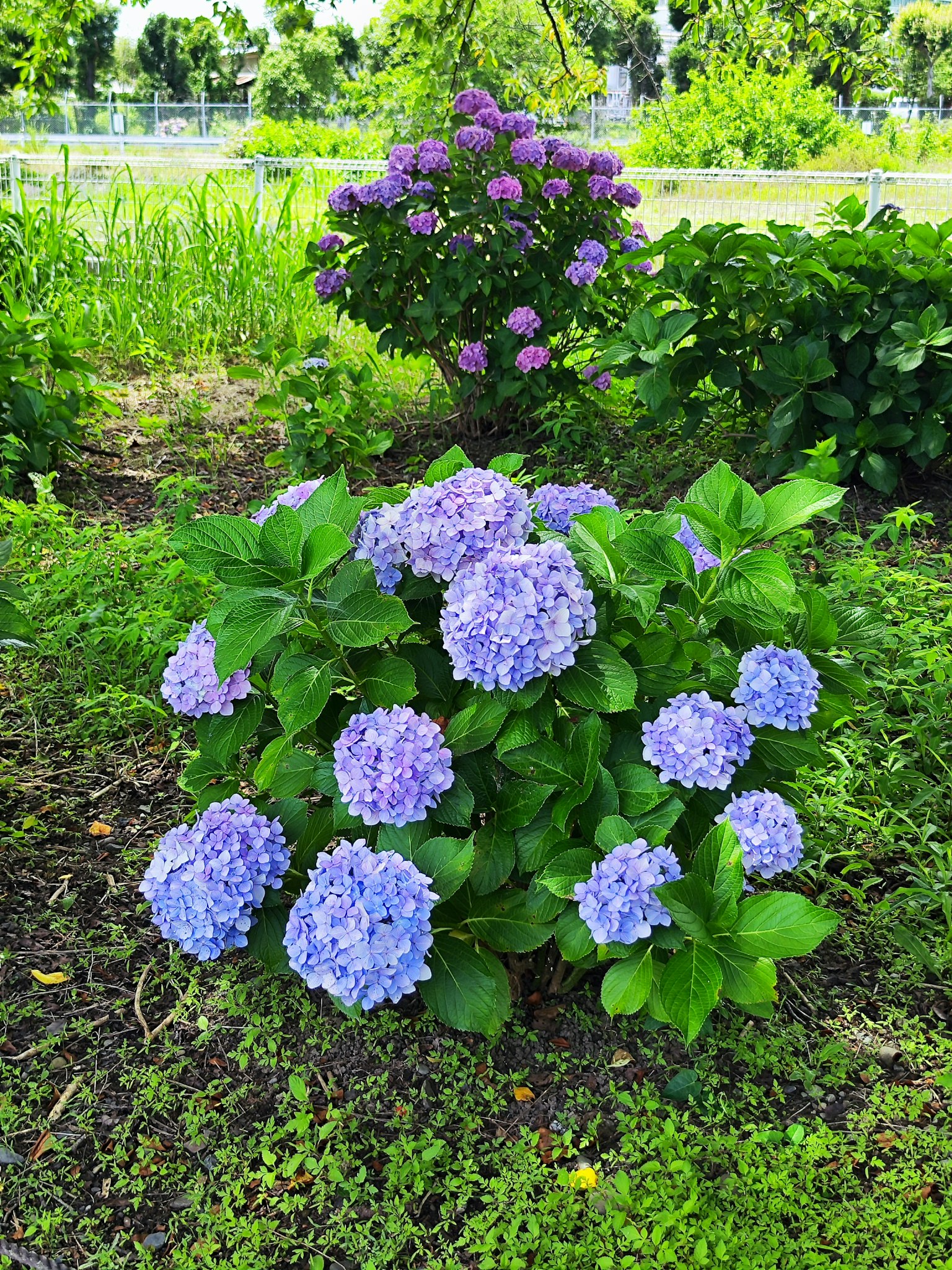 Eine Gartenansicht mit blühenden blauen Hortensien