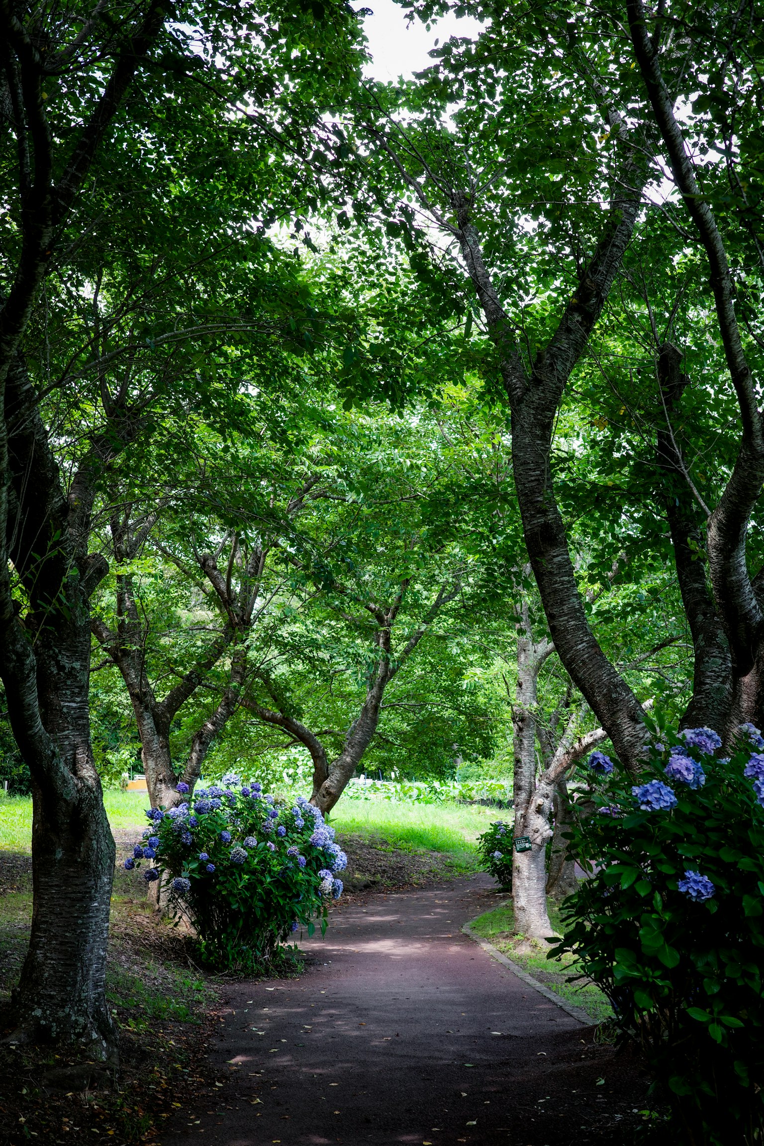Sentiero circondato da alberi verdi e ortensie in fiore