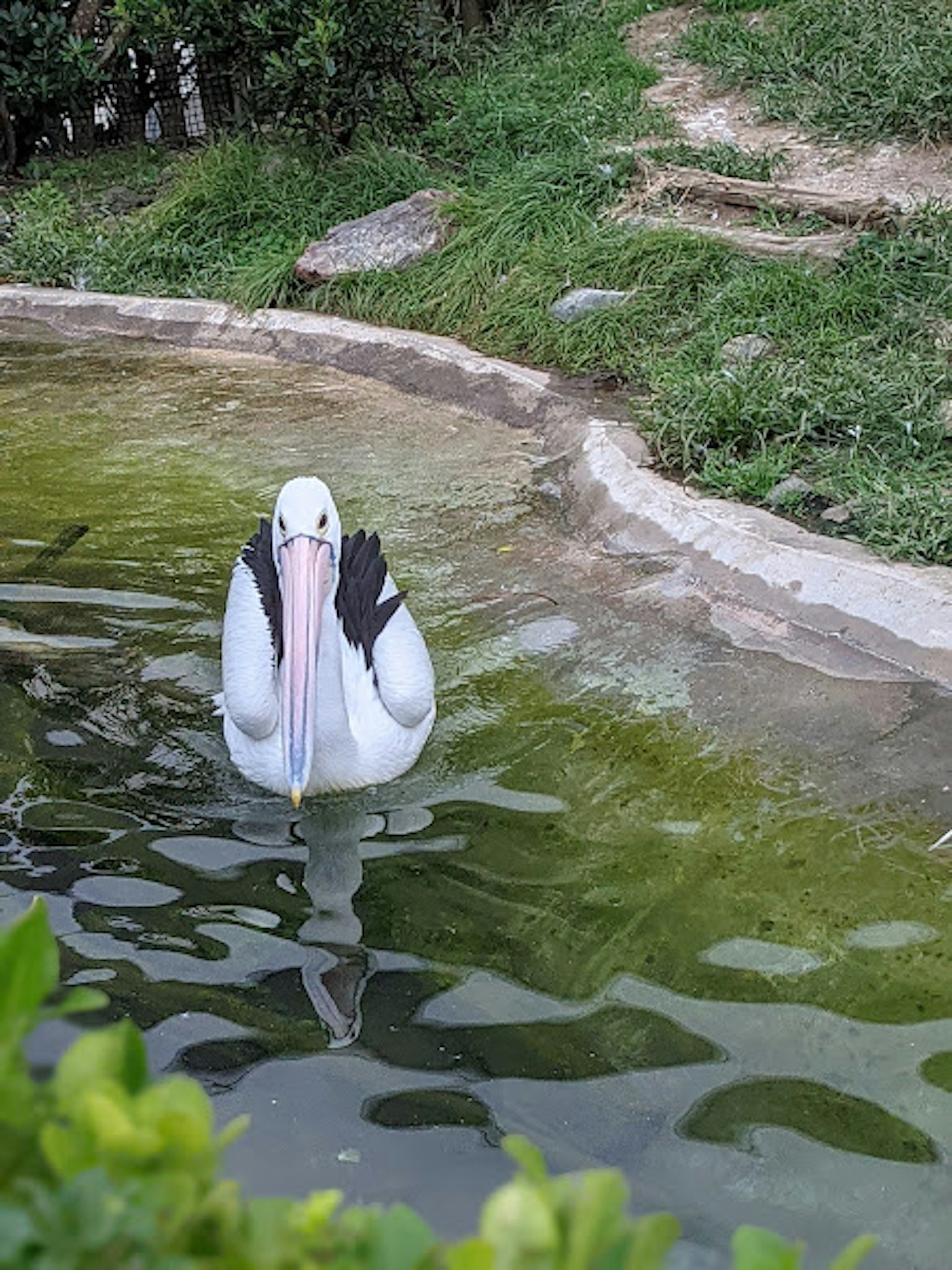A white pelican swimming in a pond surrounded by greenery