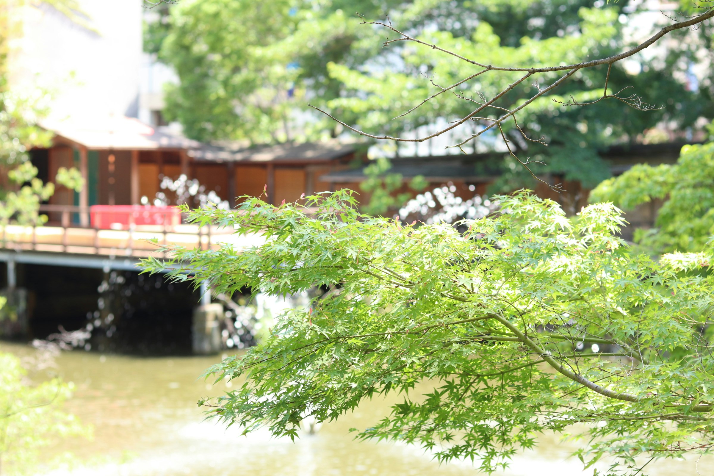 新緑の木々と庭の小川のある風景