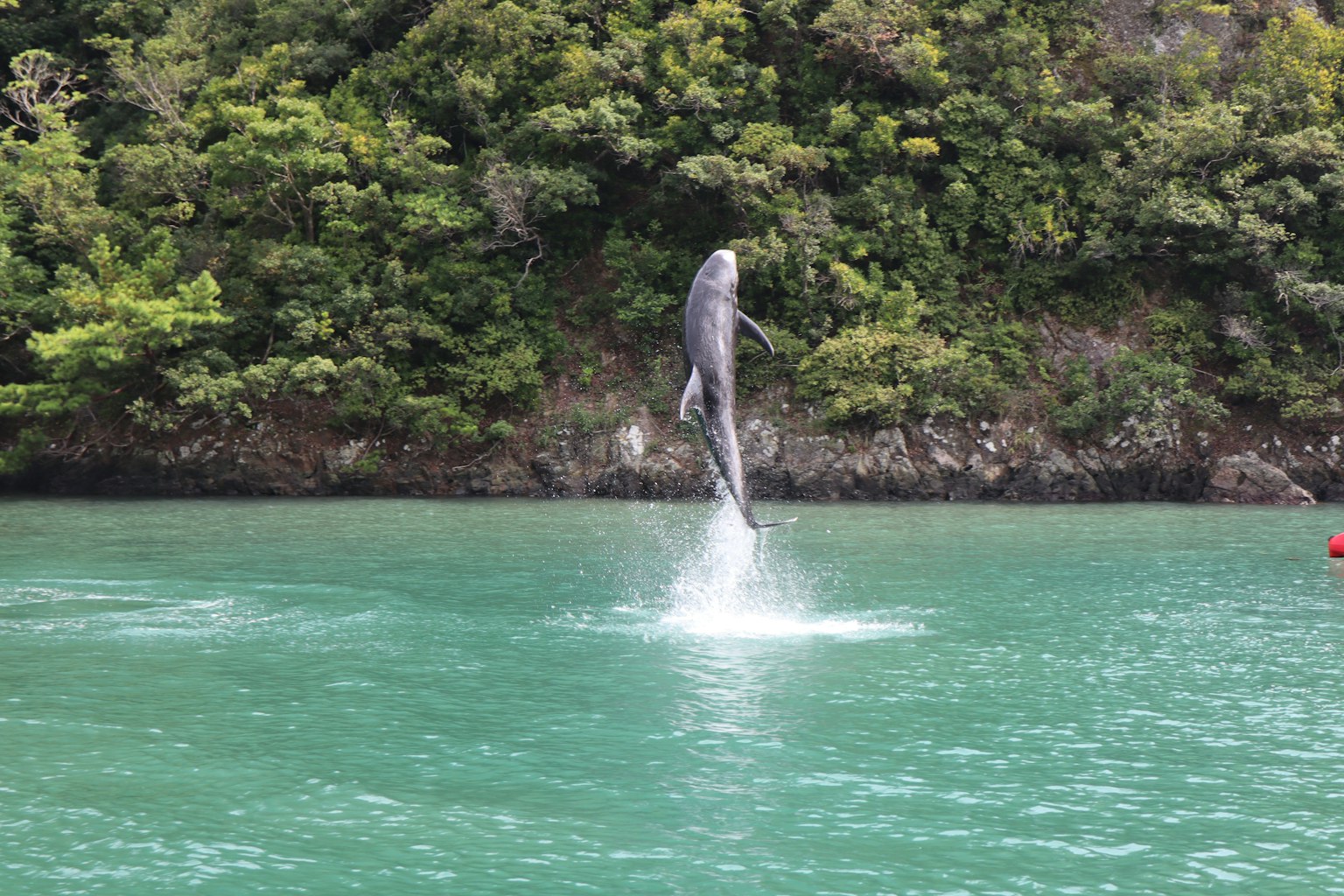 Un delfino che salta fuori dall'acqua turchese con uno sfondo verde lussureggiante