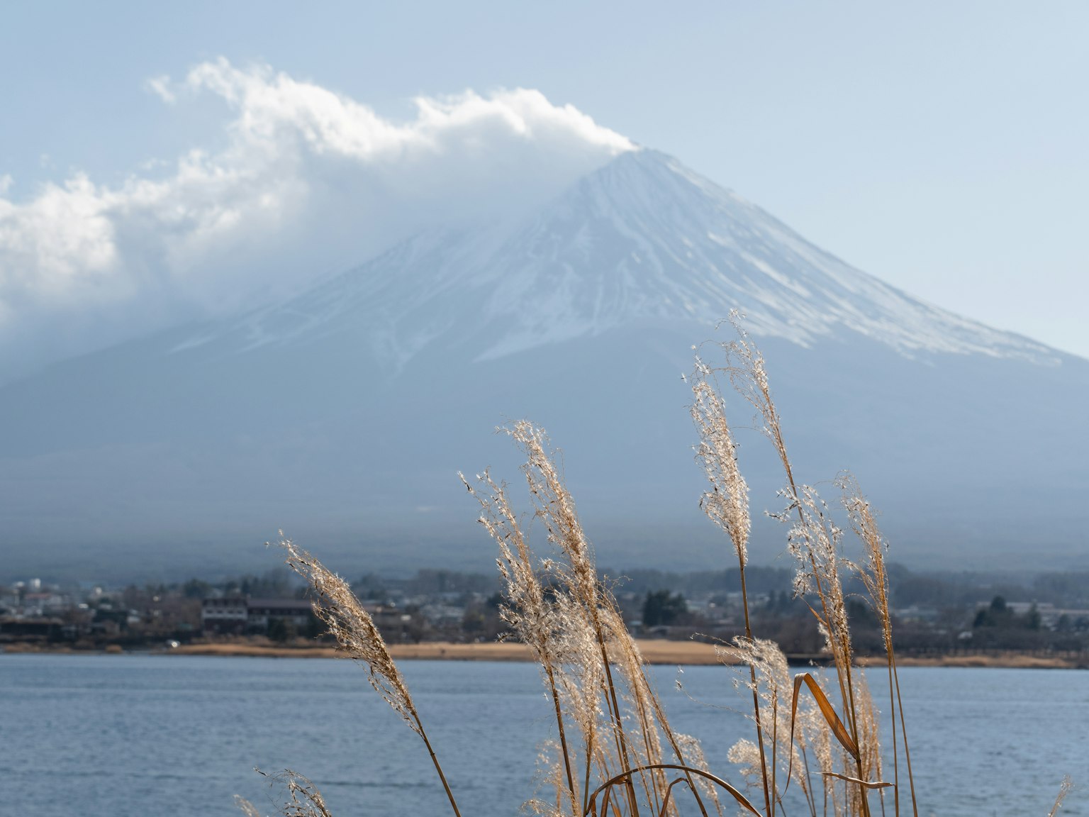 富士山與湖邊的草