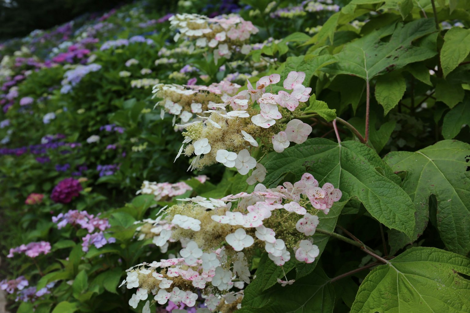 Una vibrante exhibición de flores de hortensia en varios colores