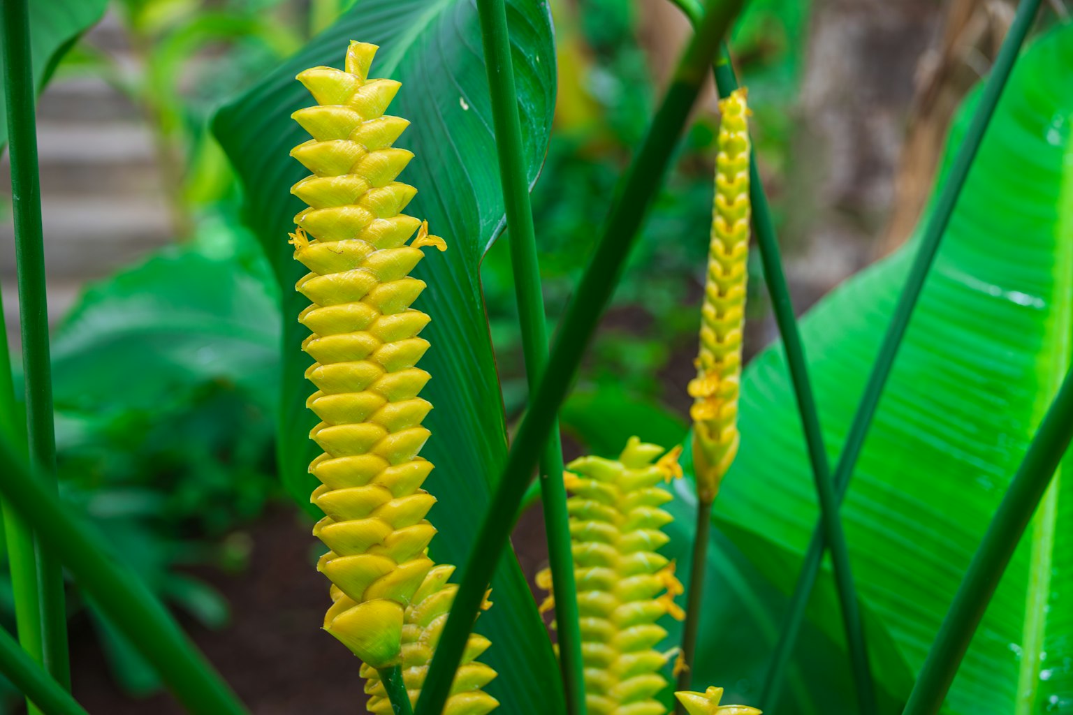 Vibrant yellow flower spikes among lush green leaves