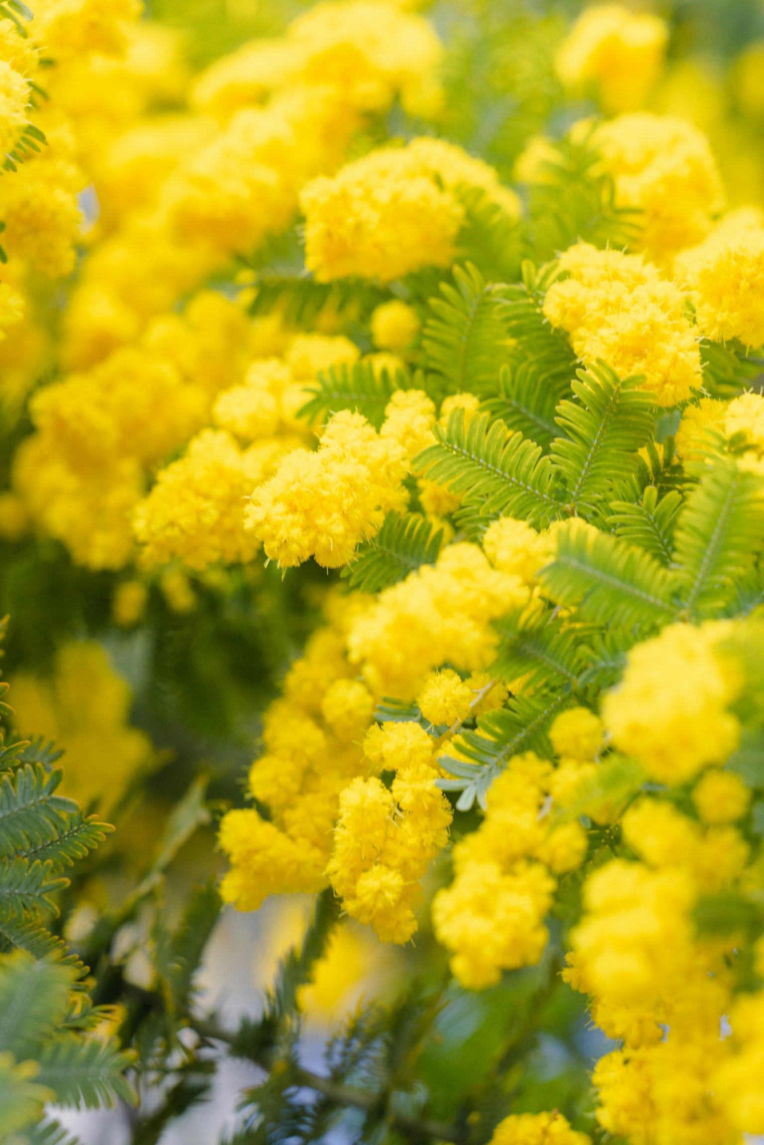 Fiori di mimosa gialli vivaci che sbocciano tra foglie verdi
