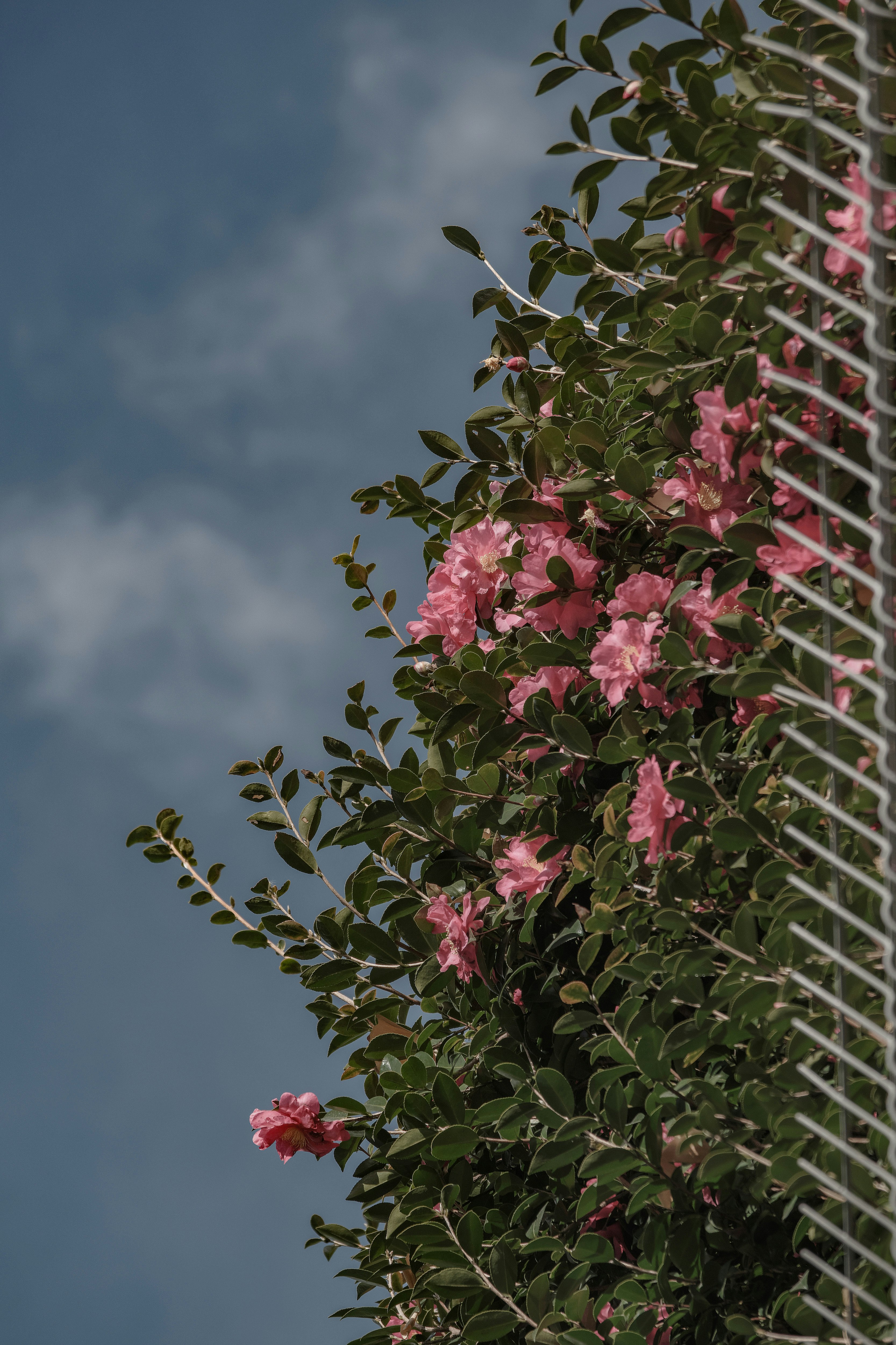 空を背景に咲くピンクの花と葉のある壁面