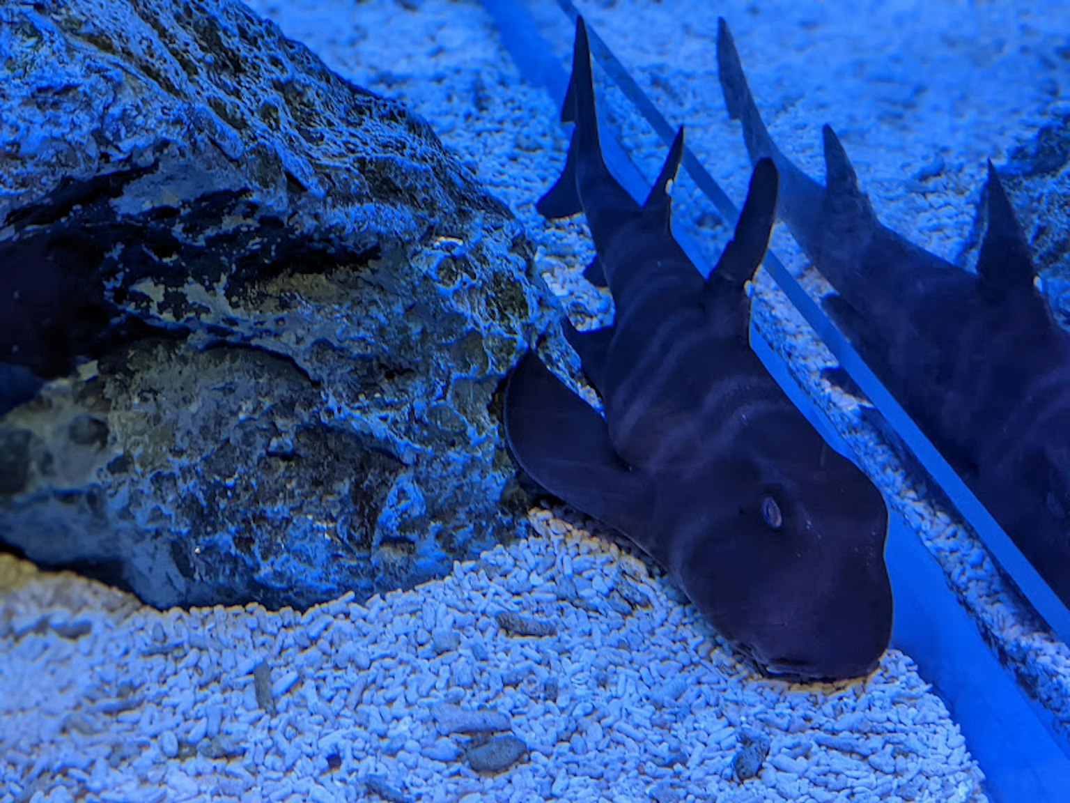 Ein Hai, der sich in blauer Wasser nahe einem Felsen ausruht