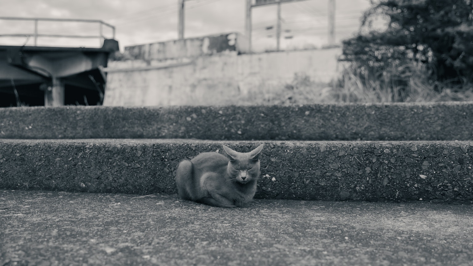 黑白圖像，展示一隻小動物躺在樓梯上