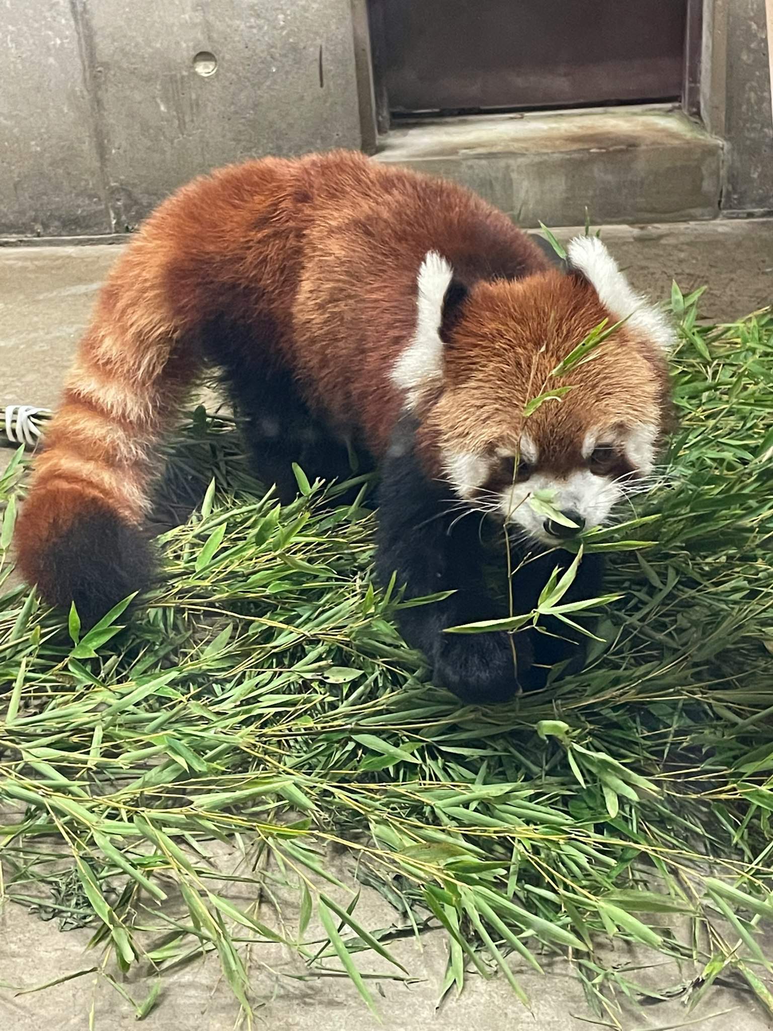 Panda rosso che mangia bambù in un ambiente naturale