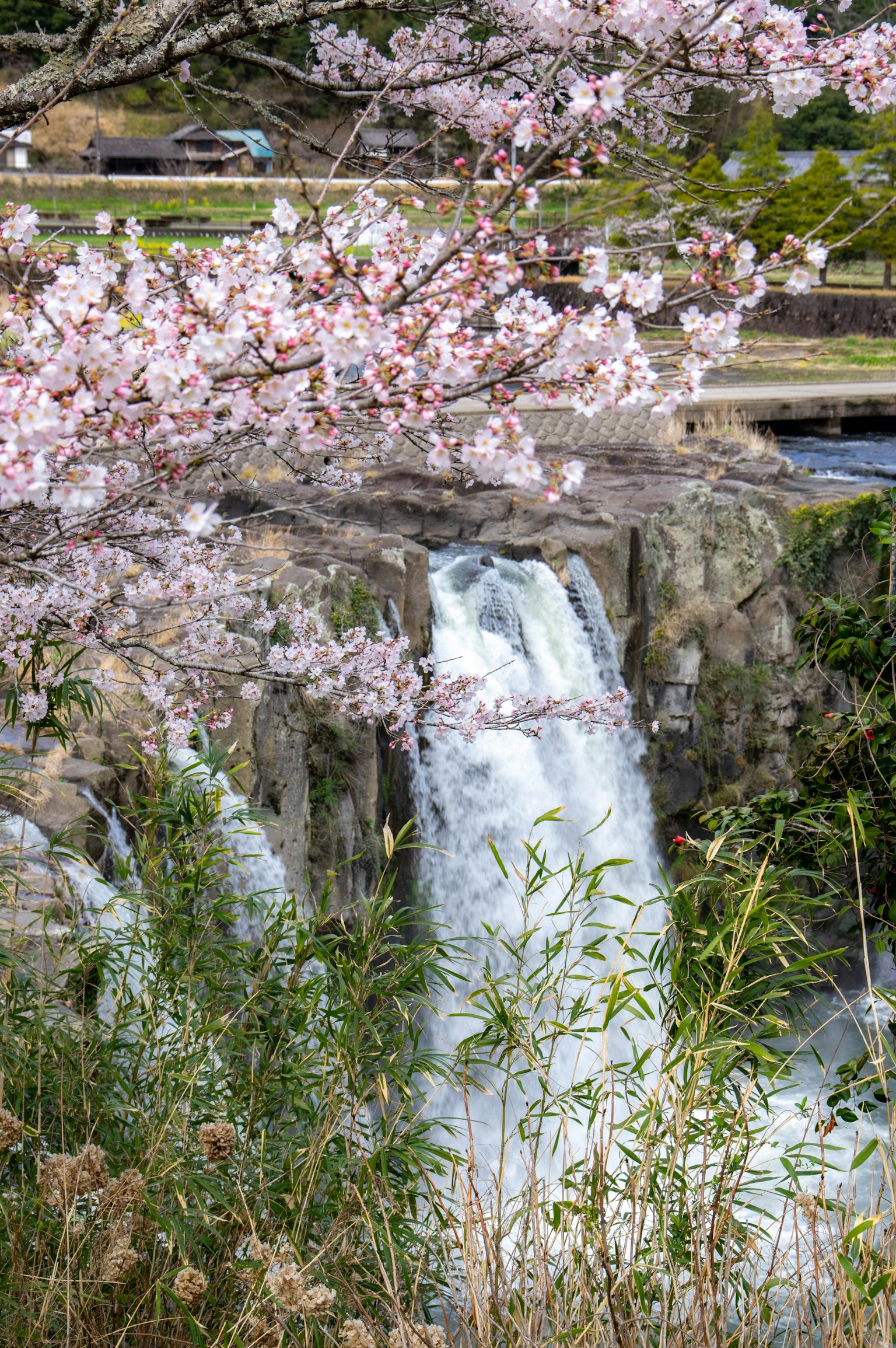 Cascada rodeada de cerezos en flor con agua fluyendo