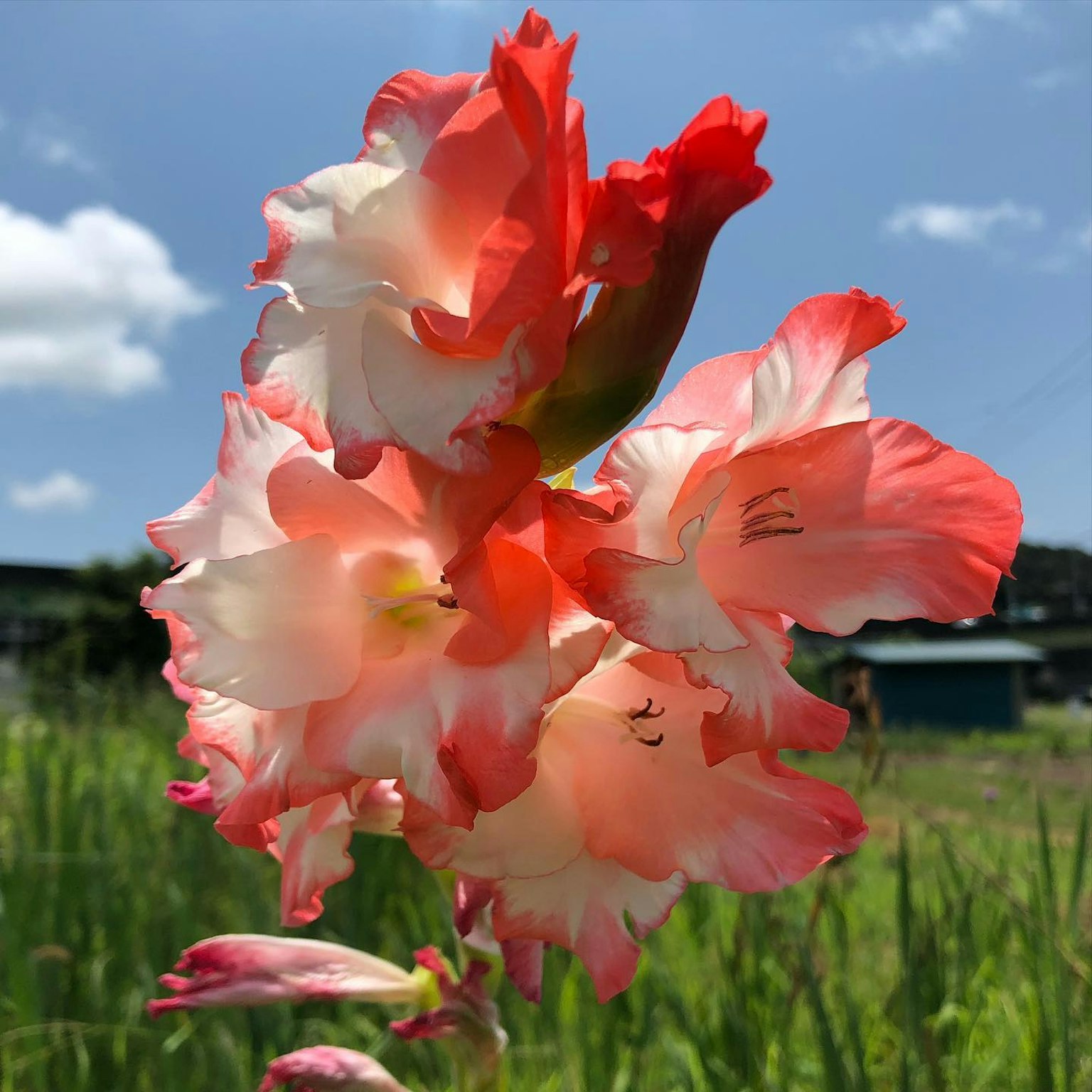 Schöne rosa und orange Gladiolen blühen unter einem blauen Himmel