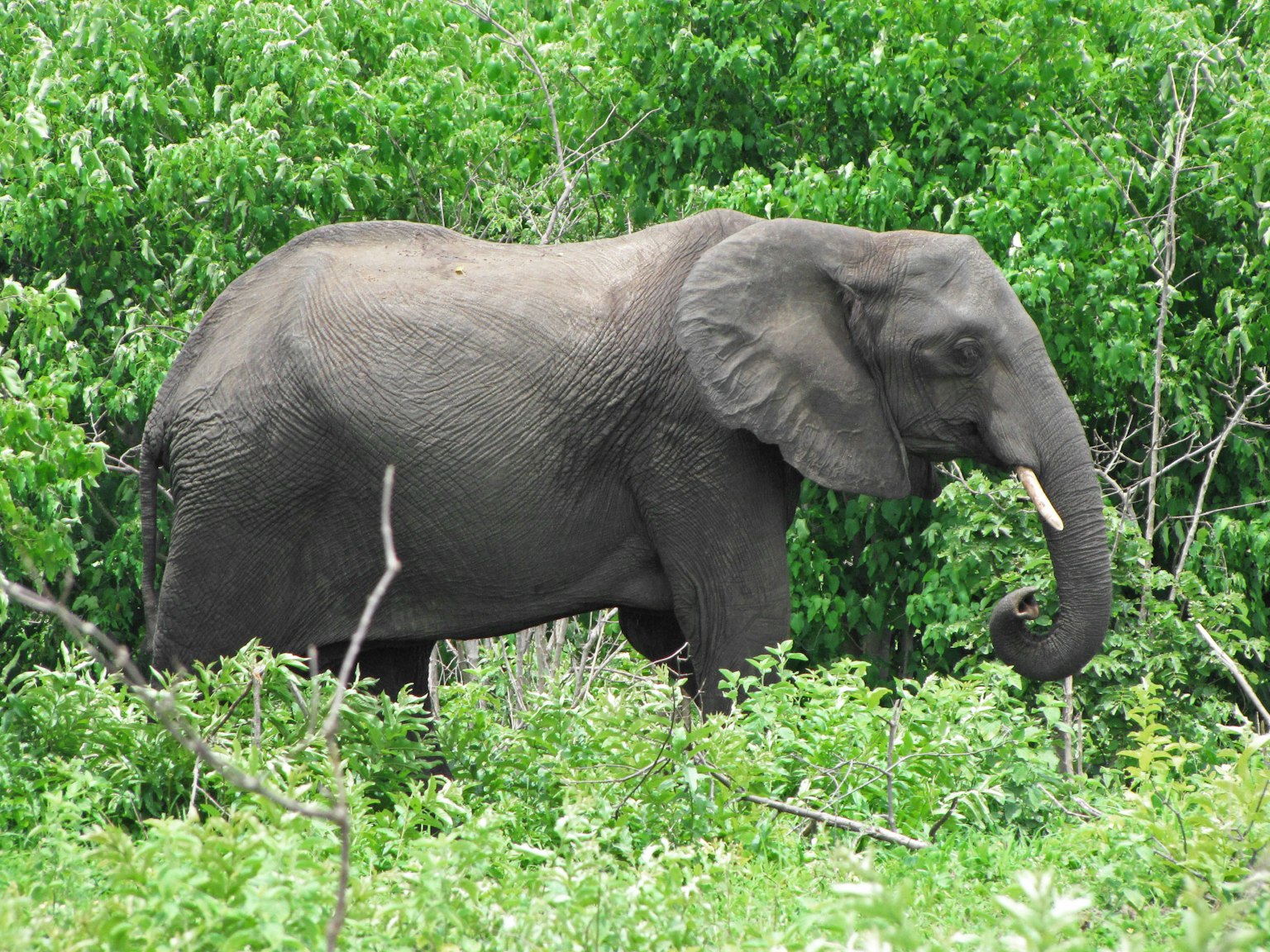 Elephant walking through lush green foliage