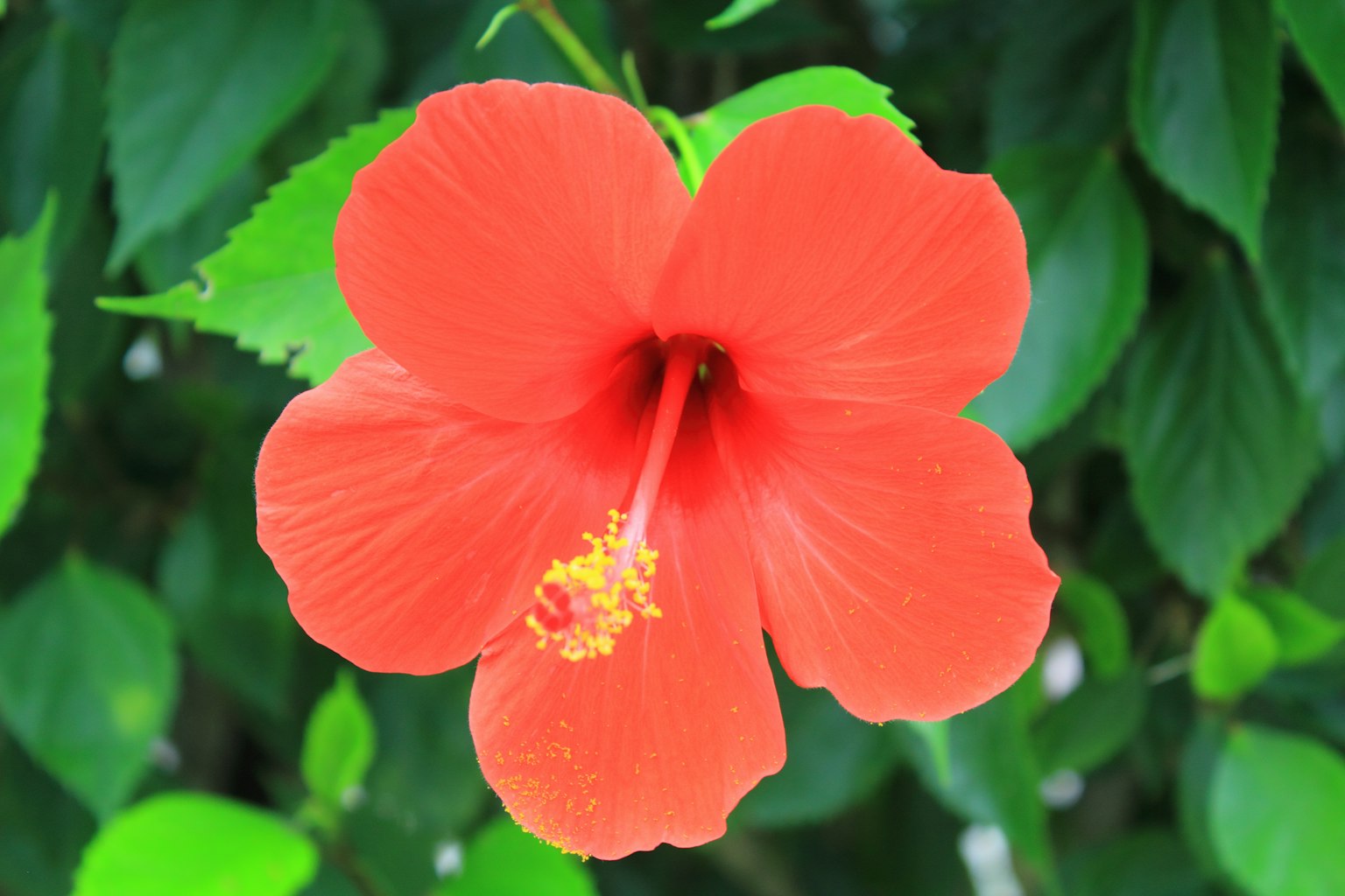 Fiore di ibisco rosso brillante circondato da foglie verdi