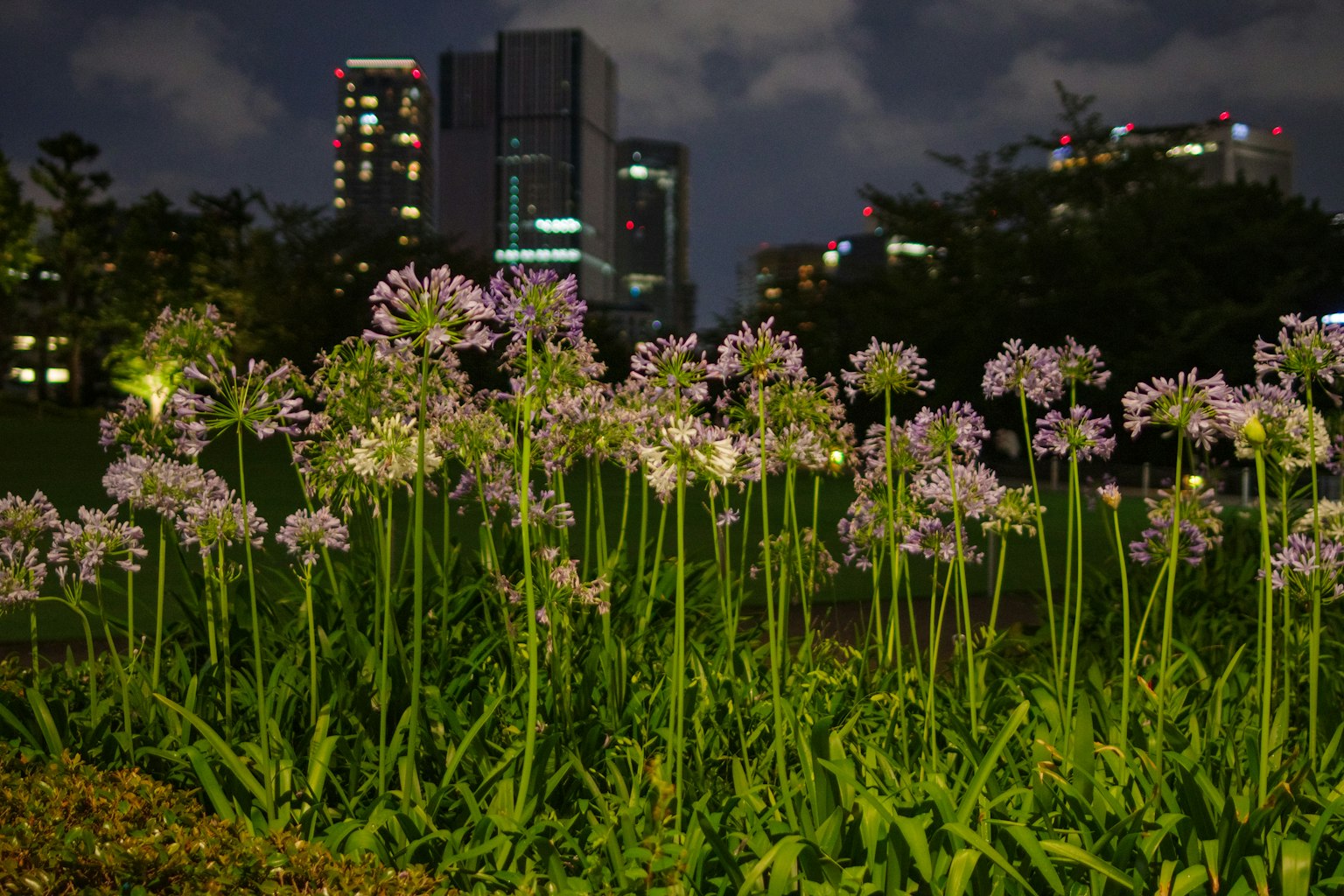 夜の都市の背景に咲く紫色の花々の群れ